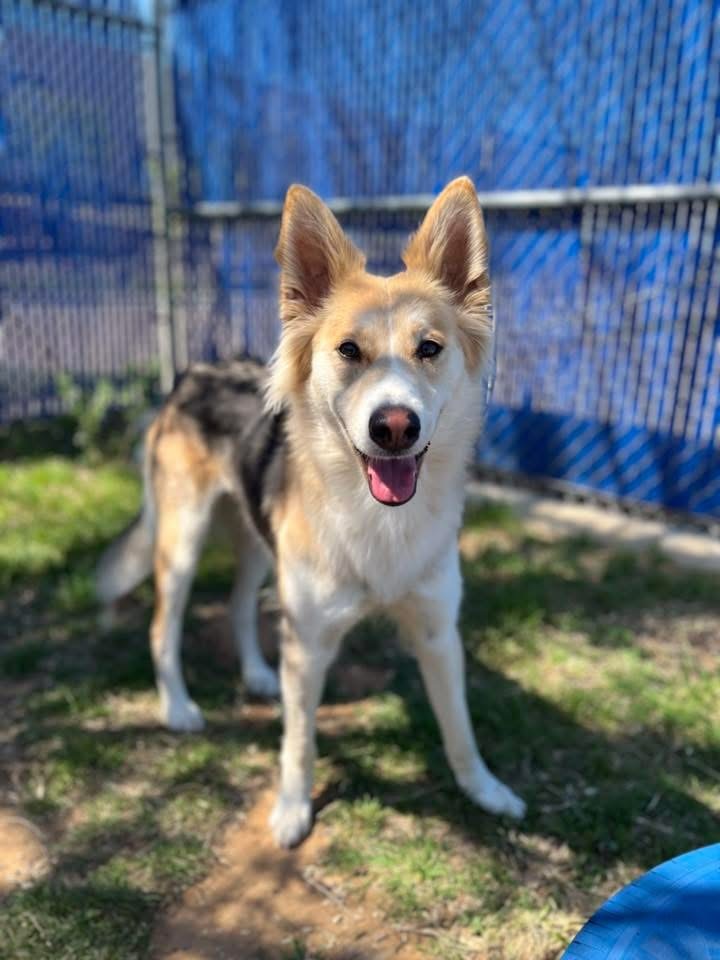 Only 3 week foster needed until 4/20!!
An amazing volunteer, Kellei, had this to say:
Anyone looking for their next transport foster from south? If so, PLEASE consider sweet Rosey! I took her out before she got tagged for transport and loved her soft, gentle demeanor. This young lady was on the calmer energy side in her kennel and play yard, very easy to leash, walk and handle. She is sporting a beautiful coat but on the thinner side and needs some extra groceries! She is a sweetheart that just needs a place to lay her head and rest her paws for three weeks!!!
💖Rosey 60629697
💜Female, Spayed, 1yr, 50lbs
💖Easy to leash, handle and walk
💜Little timid and shy
💖Thin and will need extra groceries
💜Calm in kennel, lower energy outside
💖DOG FRIENDLY
Located at Fort Worth Animal Care & Control- Silcox: 4900 Martin Street, Fort Worth, TX 76119
Please email fwaccfoster@fortworthtexas.gov if you can save her life and open up a much needed kennel!