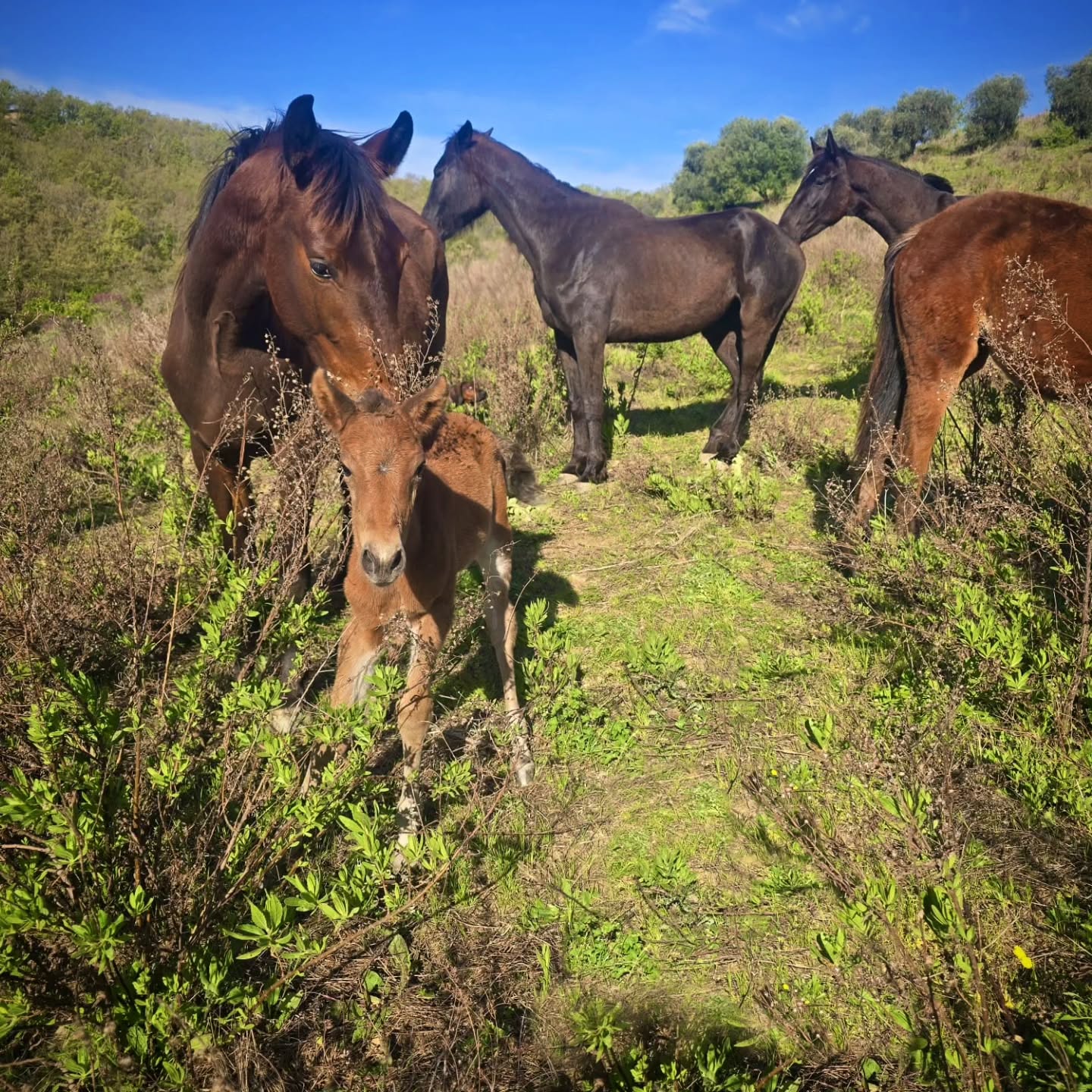 Un nuovo inizio nella luce calda della mattina.
Ancora incerta sulle gambe,
ancora così morbida nel mondo – e già sostenuta.
La madre vigila in silenzio, il branco è presente.
Nessuna pressione, nessun intervento –
solo spazio, vicinanza e fiducia.
Così inizia una vita: protetta dal gruppo,
seguendo il proprio ritmo.
Questa mattina è nata una piccola puledra.
Un momento silenzioso e potente
qui nella Maremma💞
Ein neuer Anfang im warmen Licht des Vormittags.
Noch unsicher auf den Beinen, noch ganz weich in der Welt – und doch schon getragen.
Die Stute wacht still,die Herde ist da.
Kein Drängen, kein Eingreifen –
nur Raum, Nähe und Vertrauen.
So beginnt ein Leben:
im Schutz der Gemeinschaft, im eigenen Tempo.
Heute Morgen wurde dieses kleine Stutfohlen geboren. Ein leiser, kraftvoller Moment hier in der Maremma💞
#LePuledraieDiSterpeti #CavalloMaremmano #Maremmano #PuledroMaremmano #CrescitaLibera VitaNelBranco CavalliInLibertà RispettoERelazione EquilibrioNaturale
Nachhaltigkeit Pferdezucht gesundePferde healthyhorses ethologie ethologieequine EquineEthology HorseBehavior Pferdeverhalten Sozialverhalten MutterKindBindung MaternalBehavior Herdenverhalten SocialDynamics NaturalHorsemanship HorseCenteredBreeding RespectAndTrust
Fohlenzeit PrimaveraInMaremma