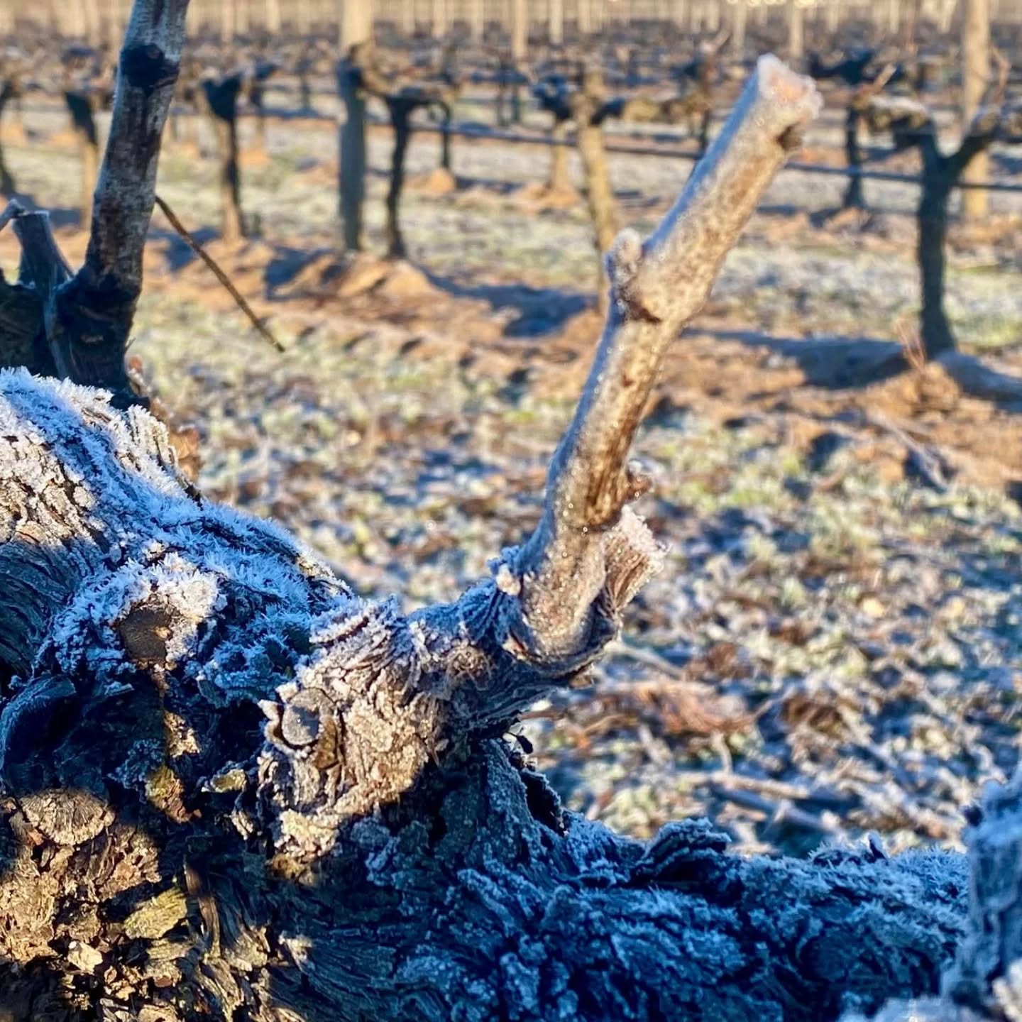 Who wants to learn more about Portuguese wine? Join me this Wednesday @erawinebar at 6:30 PM. We're exploring lesser known wines from the Tejo region, and of course we'll take a little dive into Port wine as well. Come, sip, snack, and be entertained as I struggle to pronounce Portuguese grape varieties!