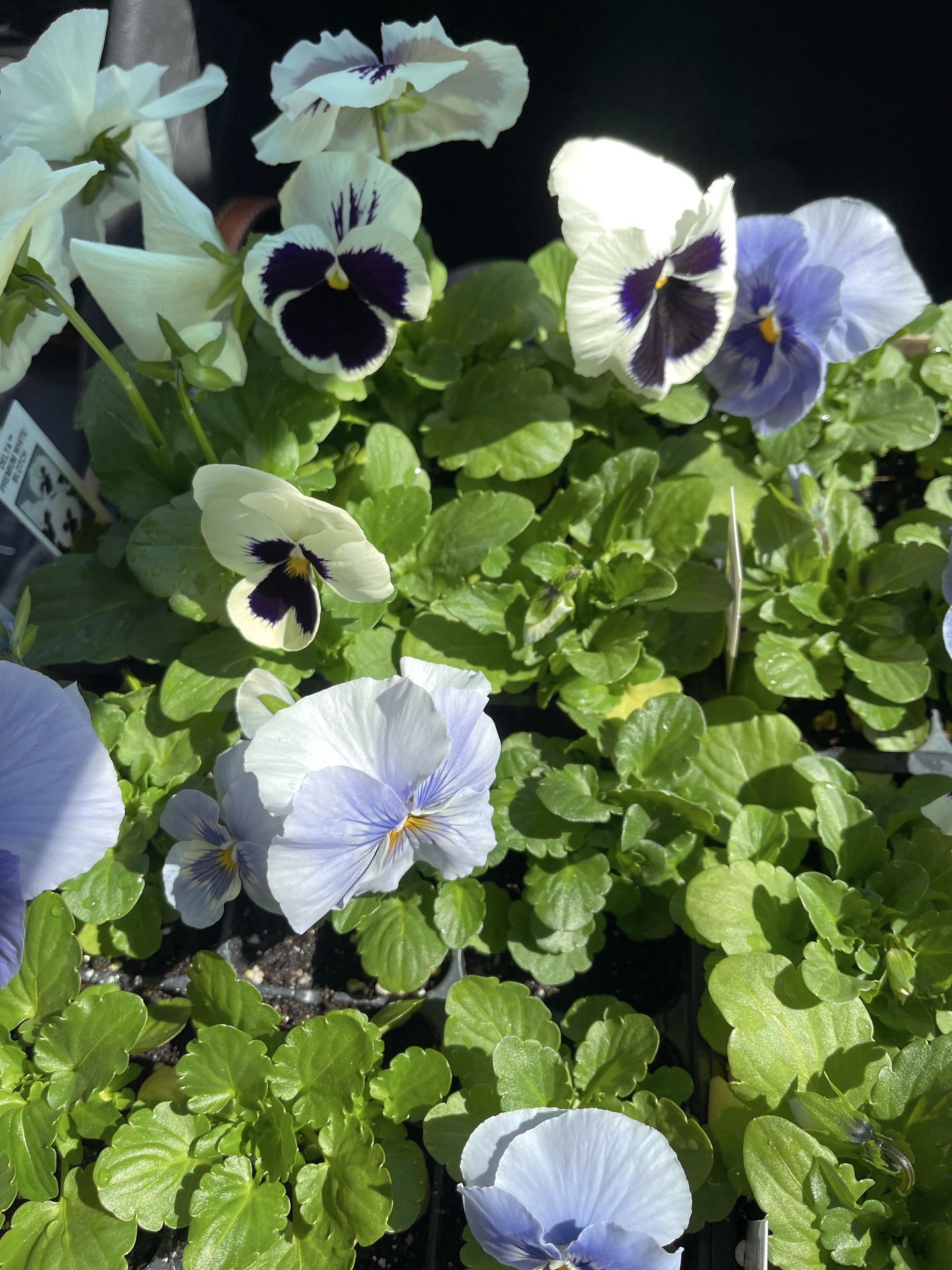 Easing our way into spring with pansies, freshly cleaned sweaters, and a little interior planning 🌿
#homedecor #interiordesign #springoutfit #springflower
