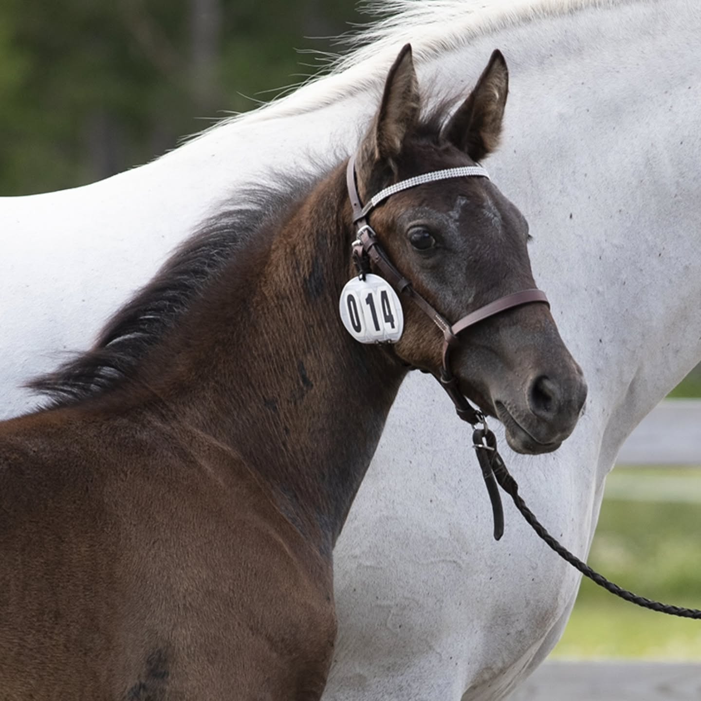 Avelssäsongen 2026
Nu är det dags att planera för hingst om du ska ta ett föl på ditt sto i år!
Våra avelshingstar 34 Pluto Timon, 35 Pluto Cosmo och 30 Favory XXVIII-27 finns tillgängliga för avel från mitten av april.
Vi hoppas att alla lipizzanerstoägare tar åtminstone ett föl på sitt sto, för att hjälpa till att bevara rasen i Sverige, och framförallt för att få ett alldeles eget lipizzanerföl!
Är du osäker på hur allt går till? Eller vet du inte vilken lipizzanerhingst som kan passa juat ditt sto? Tveka inte att höra av dig så försöker jag guida dig.
---
I betalt samarbete med Agria.
I samarbete med Agria bjuder vi på foster- och fölförsäkringen. Försäkringen innefattar bland annat:
▪️3000 kr i livförsäkring.
▪️120 000 i veterinärvårdsförsäkring.
▪️Ersätter om stoet kastar eller resorberar.
▪️Ersätter om fölet blir sjukt och måste behandlas av veterinär.
När ditt sto är konstaterat dräktigt kontaktar du: Angela ”Gela” Hallberg på 070-595 47 51 eller ditt lokala ombud för att få ta del av din nya försäkring.
#lipizzaner #agria