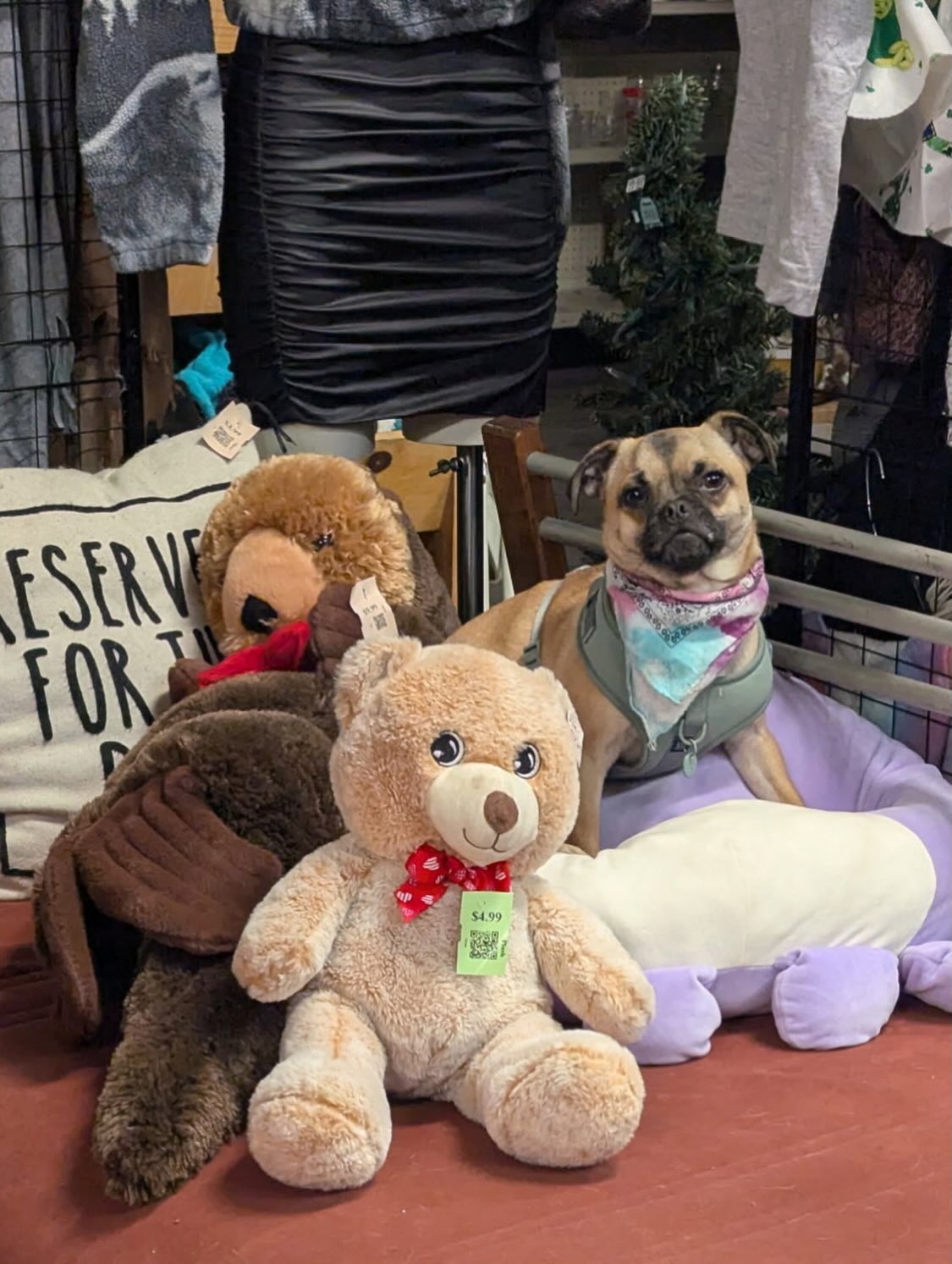 Patty would like to announce that we will be OPEN Easter Day, but with modified hours! We will be open from 11AM-2PM at both stores, so come say hi! Also, we have TONS of Easter items at both stores! Come stock up on Easter goodies while you still can!!❤️🐰