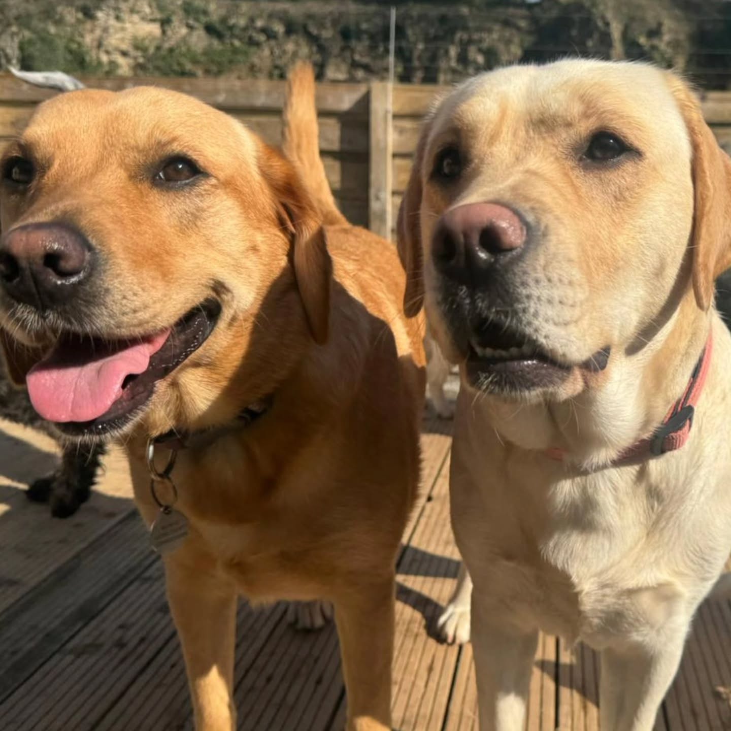 Doggy Daycare 🐕 ❤️