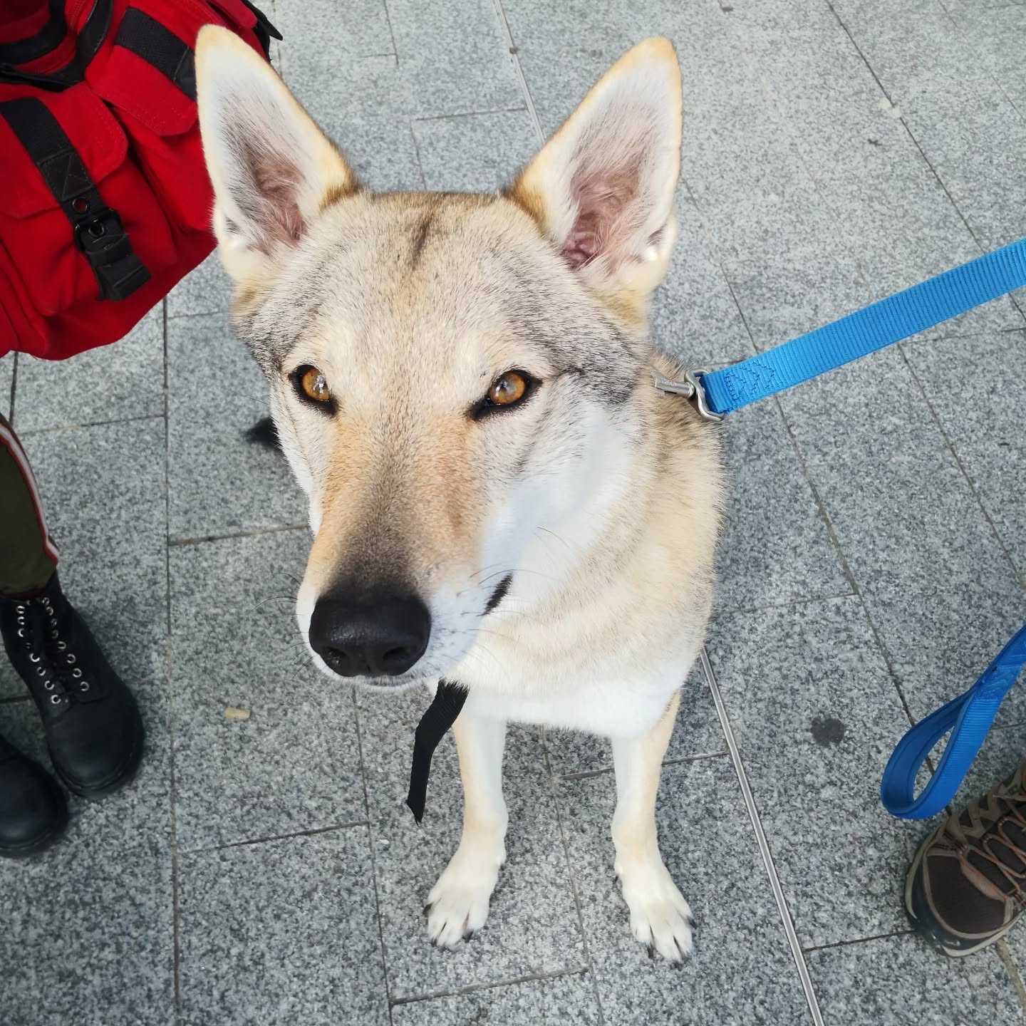 Talia, chien d'assistance en accès public