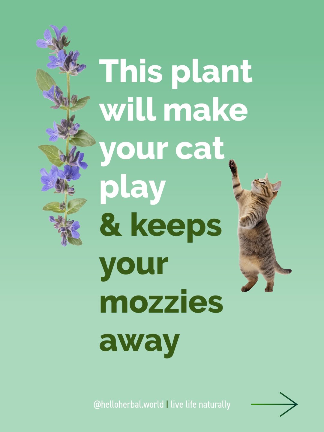 I grow catnip in my garden because it makes a natural, non-toxic insect repellent — but I have to say, watching what happens when cats sniff it... never gets old. 🌿
One whiff and those play genes just go completely crazy. Rolling, jumping, rubbing their face in it. Pure joy to watch — and totally harmless.
Turns out this one little herb does a lot more too: calming tea, digestive aid, and yes, that insect repellent that actually works. Swipe to see it all.
#CatLife #PlayfulCats #CatnipCats #HerbGarden #naturalinsectrepellant