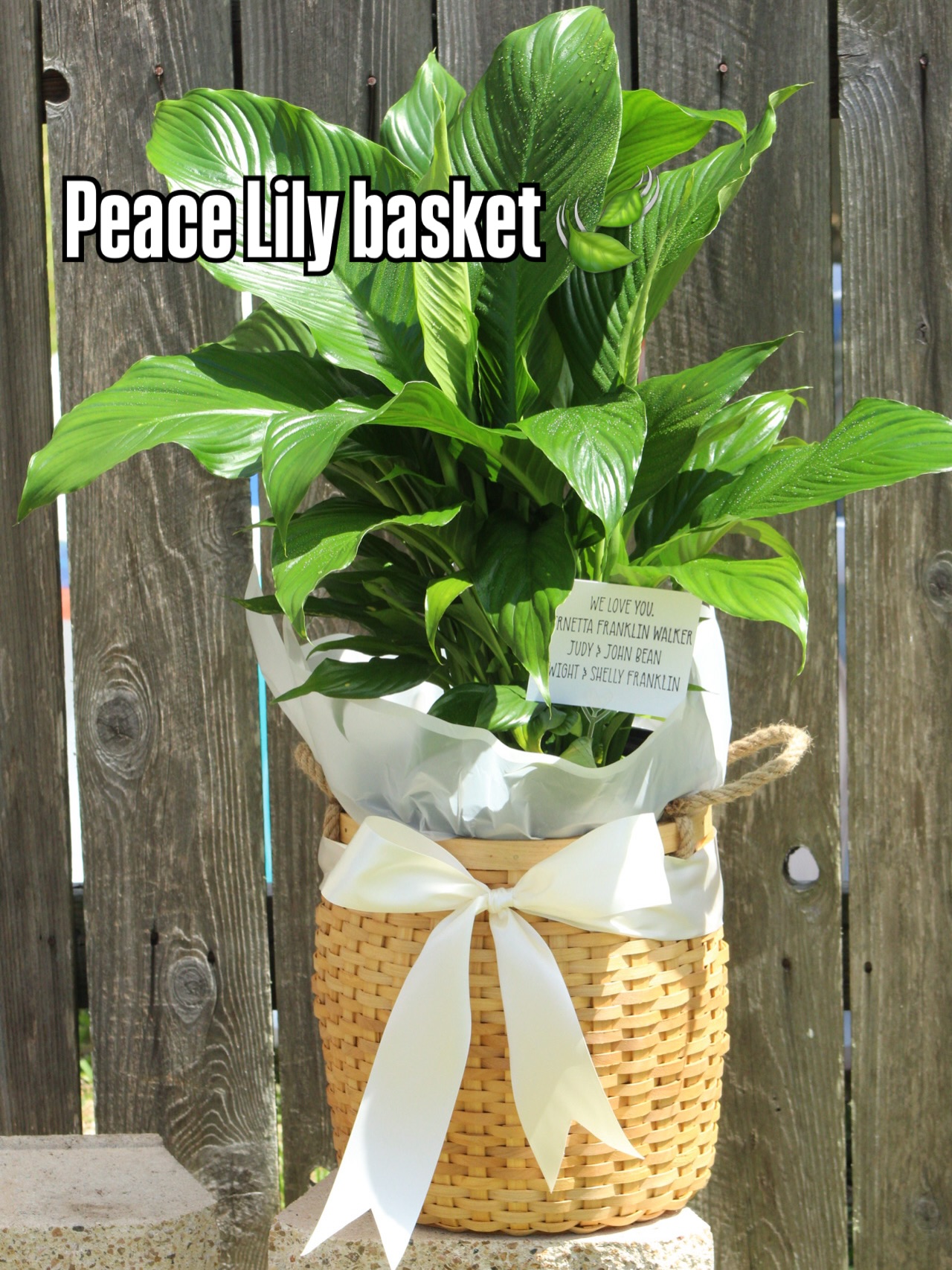 Soft, elegant, and full of meaning 🤍
Our Peace Lily basket is the perfect gift for any occasion — from heartfelt sympathy to a beautiful home touch.
✨ Long-lasting
✨ Easy to care for
✨ Designed with a luxury finish
Send something meaningful today.
📍 Houston | Richmond | Katy
📲 Text to order: (832) 884-8238
🌐 floriebouquets.com #flowers #supportsmallbusiness #delivery #plants