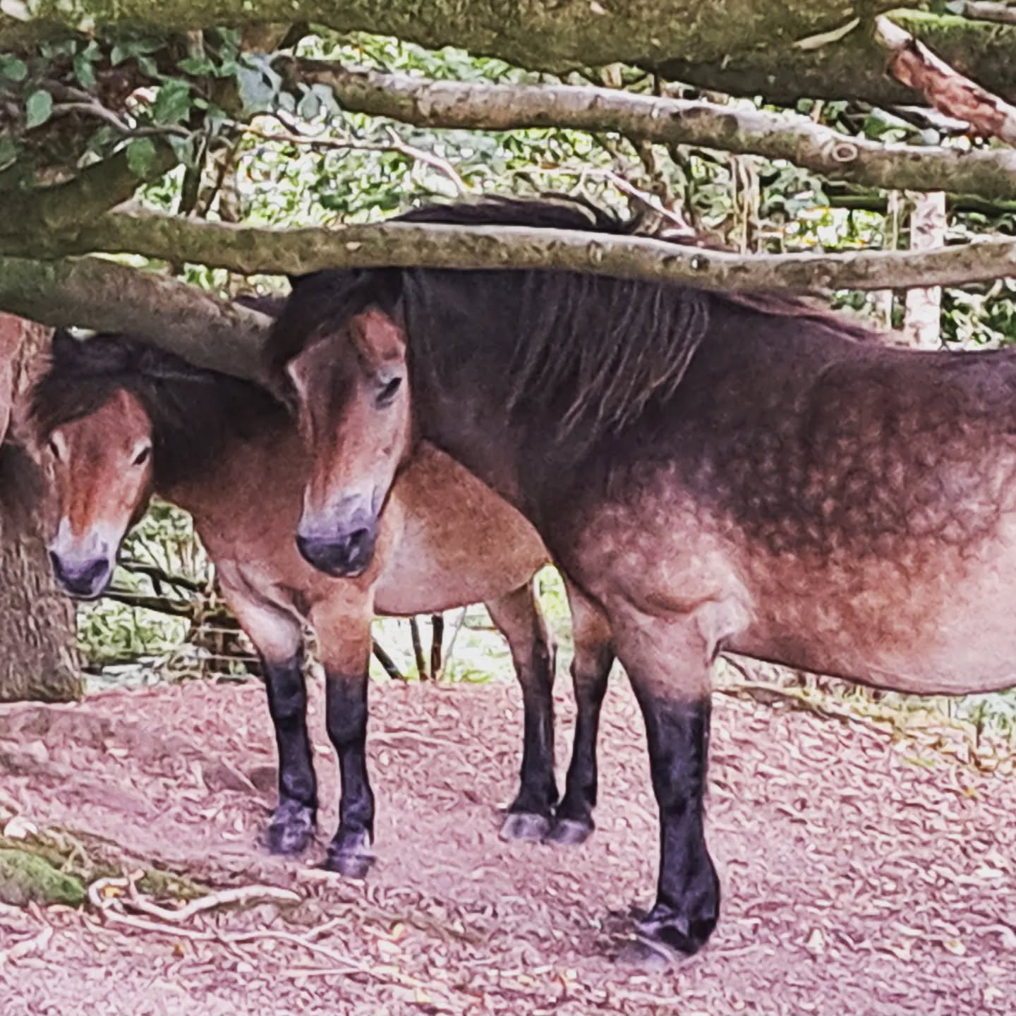 Fantastic lunchtime walk around the neighbourhood.
#exmoorpony
#quantockhillssomerset
#dogwalks
#walkingsomerset