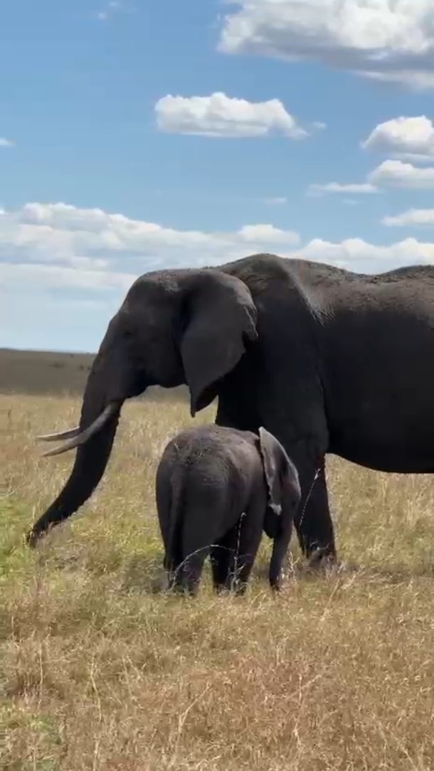 Meet the giants of Africa 🐘 in the heart of Serengeti National Park.
Experience a safari where every moment is wild, raw, and unforgettable.
👉 Book your Tanzania safari with us today!
WhatsApp
+255 777 814472
Email
info@cheicheizanzibartour.com
Please visit our website for more info
www.cheicheizanzibartour.com
🦓
🐘
🧳
🌴
#tanzaniasafari #tanzania #zanzibar🇹🇿 #serengeti #animallovers