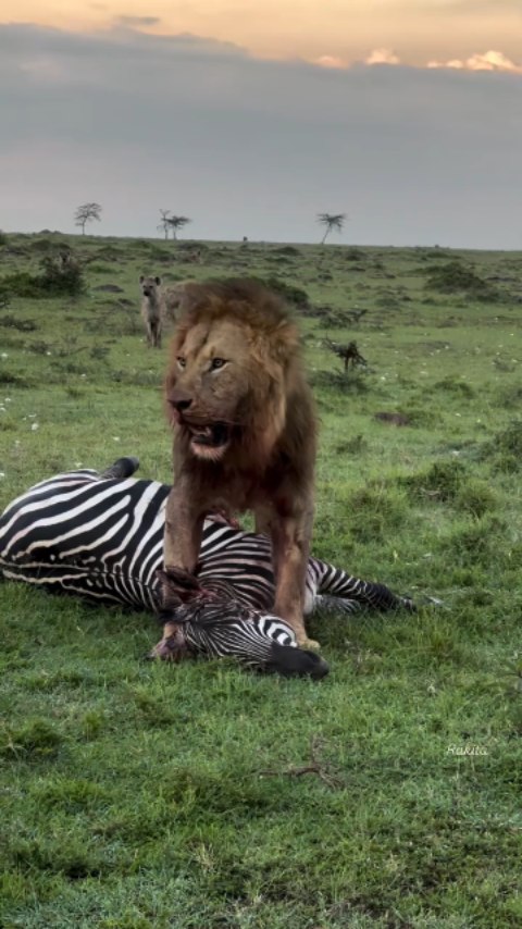 Witness the raw power of the wild — a zebra meets the lion’s teeth. Experience Africa untamed with Planet GOGO Adventure.
#safarilife #wildafrica #planetgogoadventure #natureunleashed #wildencounters