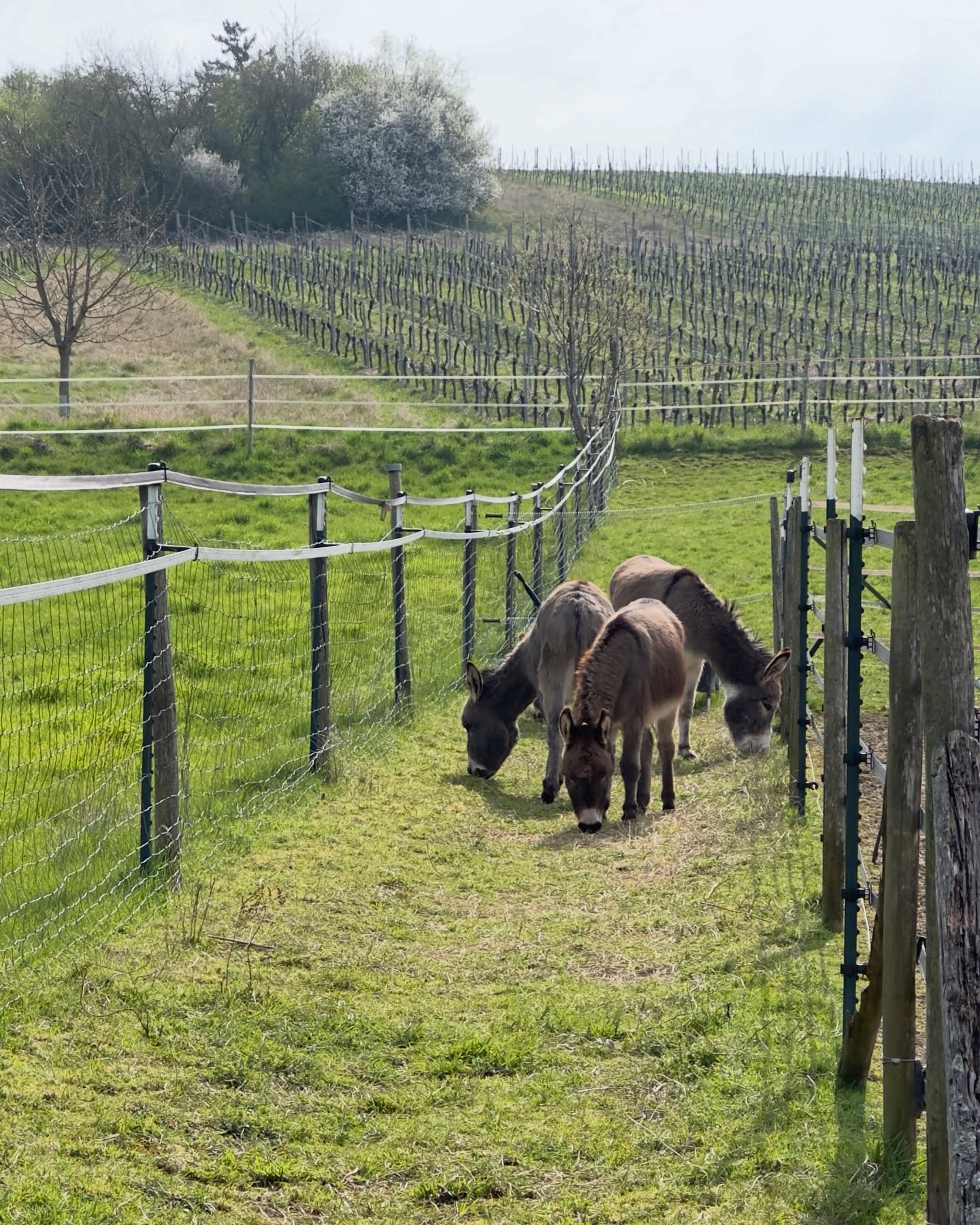☀️
Hey 👋, die Jungs hier!
Seid gegrüßt aus dem schönen Selztal 🫶
Unsere großen Weiden bleiben ja grad noch geschlossen, damit sie jetzt mal ordentlich wachsen können!
Auf unserer Nachtweide (die ist immer offen), haben wir aber reichlich Auslauf! Das nutzen wir auch gut 👍
🦙Hermann und Karl kosten aber schon mal dezent vor😋
🤭 Ja, ja….die Schlawiner-Fraktion mal wieder!
….und Paul 🤷🏼♀️😅 unterstützt den Stalldienst auf ganz charmante Art und Weise und äppelt direkt in den Stallboy!
🙏 Danke Paul! 😂
So lieben wir das!!!
🫶
#rheinhessen #esel #lamas #alpakas #frühling