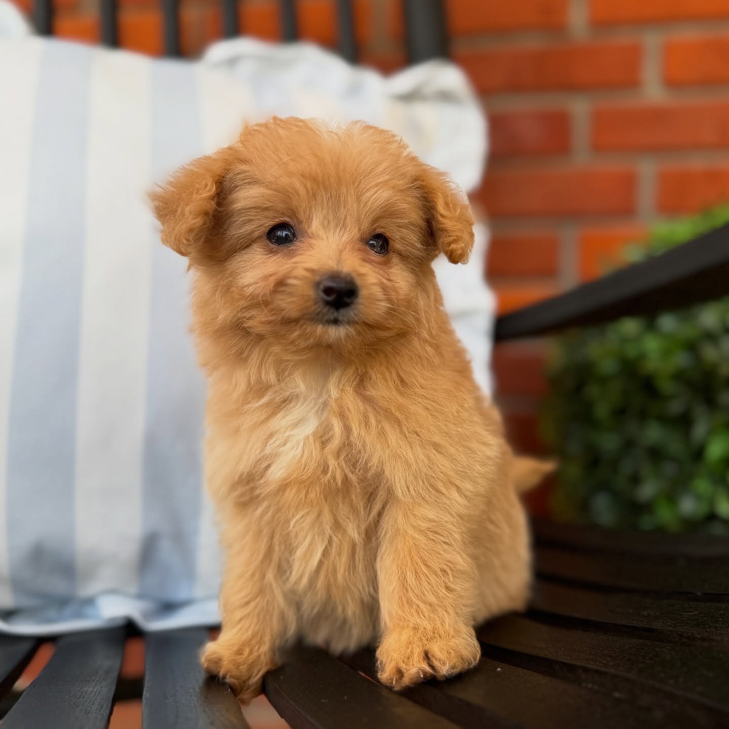 Tulip - 🌷💗 - Toy Aussiedoodle - 2.1lbs
I didn’t raise these babies, but I got to spend time with them behind the camera… and they are just as precious as they look 🤍
They come from a sweet breeder friend of mine who is carrying a heavy loss right now. Supporting her right now means more than you know.
These pups are ready just in time for Easter… a season of hope, renewal, and new beginnings 🐣
If your family has been waiting for the right moment, this might be it.
Message me and I’ll point you in the right direction.