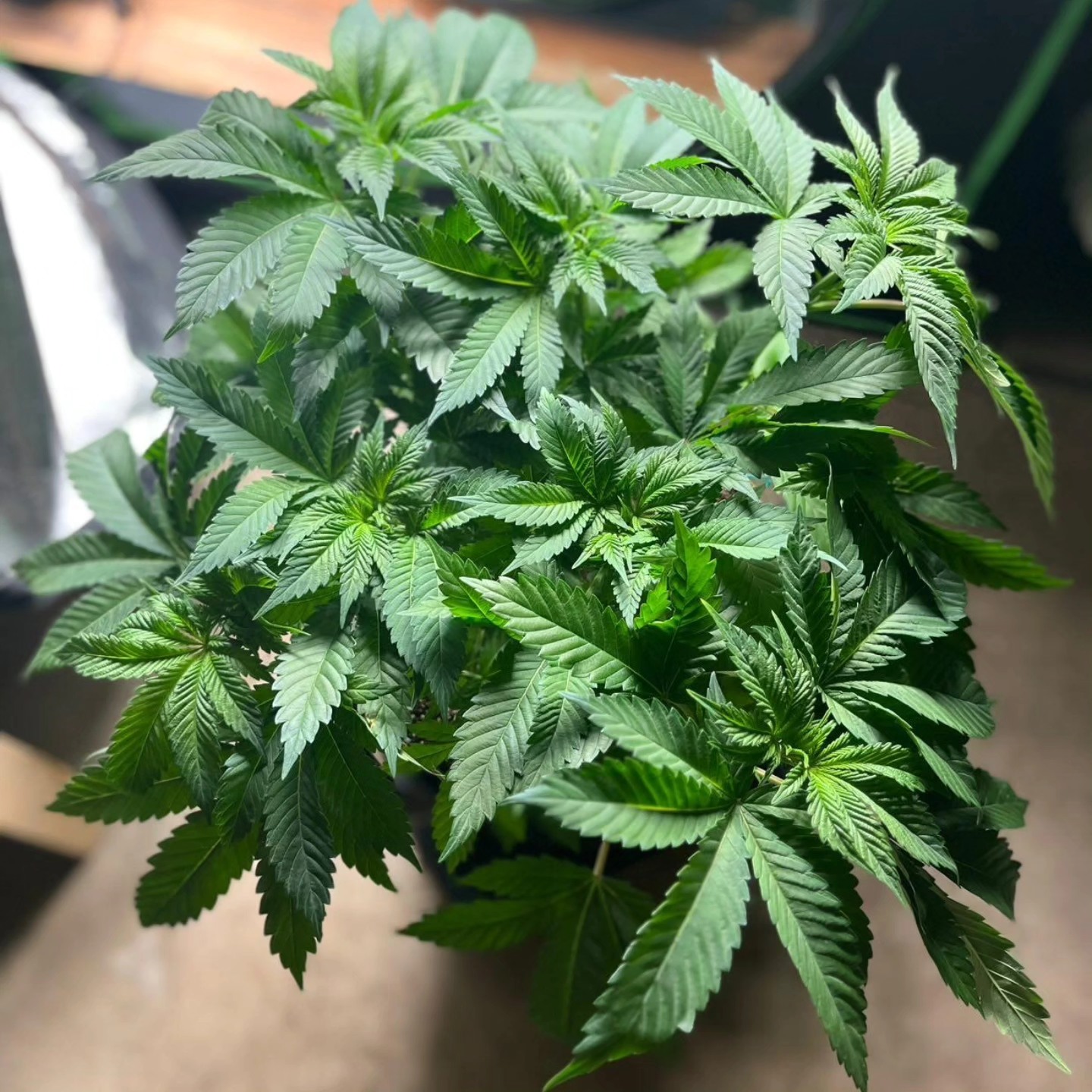 Studio 54 grow from our KushKiez Fam @_growingbud
Thanks for sharing the progress! Plants are healthy and ready to flower 🥹
.
.
.
.
.
.
.
.
#homegrow #plants #germany #samen