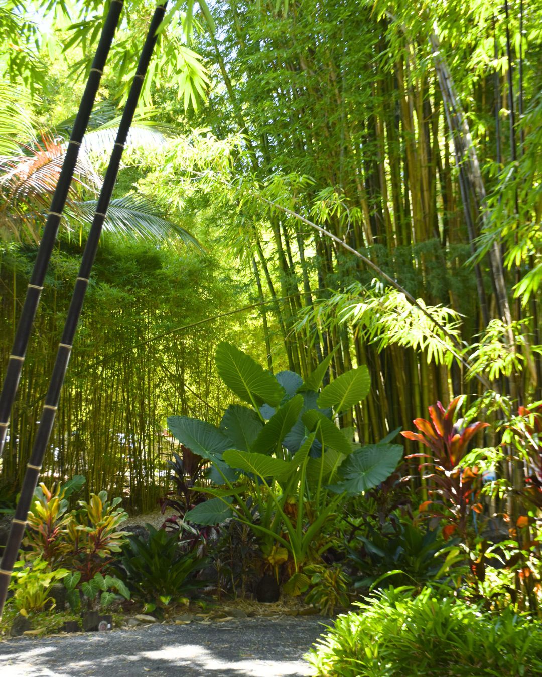 🍂 Autumn Gardening Fact:
Did you know that autumn is the perfect time to plant fruit trees and shrubs? 🌳
The cooler weather and increased rainfall help roots establish before the heat of summer, giving your plants a strong start for next season.
A little planning now can mean bigger blooms and better fruit next year! 🌿