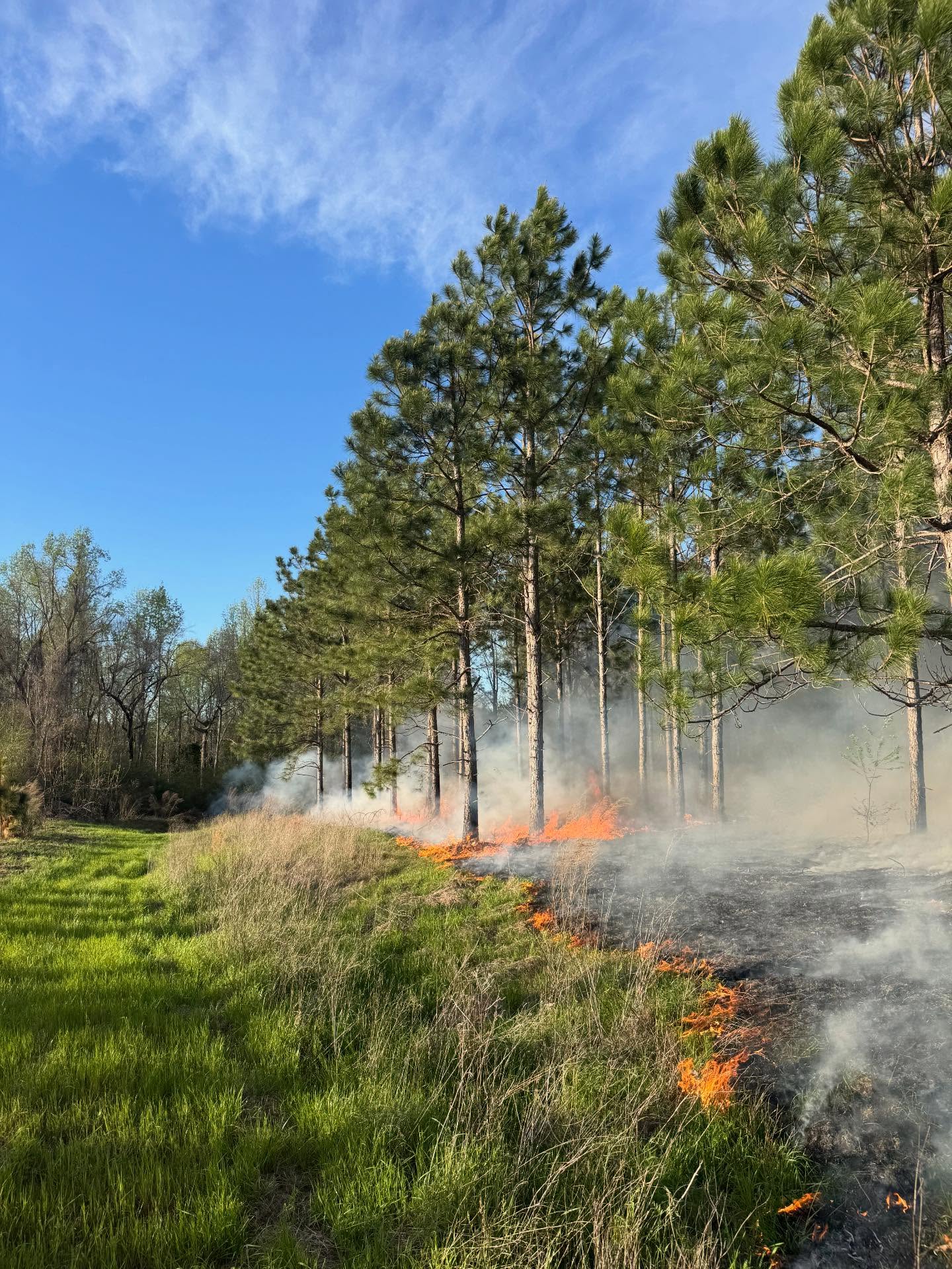 Understory Burn Szn🔥
.
Back to back to back days post rain in three separate counties (Bulloch, Jenkins, & Candler). Feel like we’ve been behind the 8 ball this year with how dry it’s been, so we took full advantage of some moisture that hit the ground Monday.
.
We had 3 days of great burns with good consumption & helping meet clients goals & objectives just in time for turkey season. Plenty more acres to knock out this season but with Spring fully sprung we’re balancing forest health, nesting szn, Hdwd control & a million other factors. Fire is Good