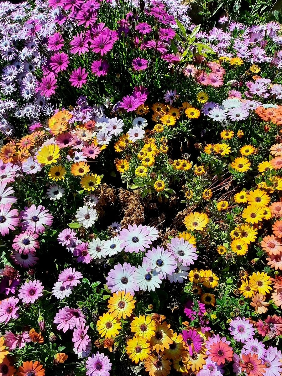 Chegou o momento de dar as boas-vindas à primavera! 🌿
Novas cores aparecem, as surpresas desabrocham devagar e o sol encontra novos caminhos para entrar. É o dia do equinócio, e com ele chega a energia de tudo o que está prestes a recomeçar.
Por aqui no Moinho, a primavera chega sempre com um cheiro a terra molhada, flores e luzes a atravessar as nossas varandas e esplanadas.
Bem-vinda, nova estação. Estávamos à tua espera. 🌸
🔆 Reserva a tua mesa em moinhodomquixote.com
_______________________
The time has come to welcome spring! 🌿
New colours appear, surprises slowly bloom and the sun finds new ways to shine through. It’s the equinox, and with it comes the energy of everything that is about to begin again.
Here at Moinho, spring always arrives with the scent of earth, flowers and light streaming through our esplanade and varandas.
Welcome, new season. We’ve been waiting for you. 🌸
🔆 Book your table at moinhodomquixote.com
#MoinhoLovers #MoinhoDomQuixote #Sintra #Primavera