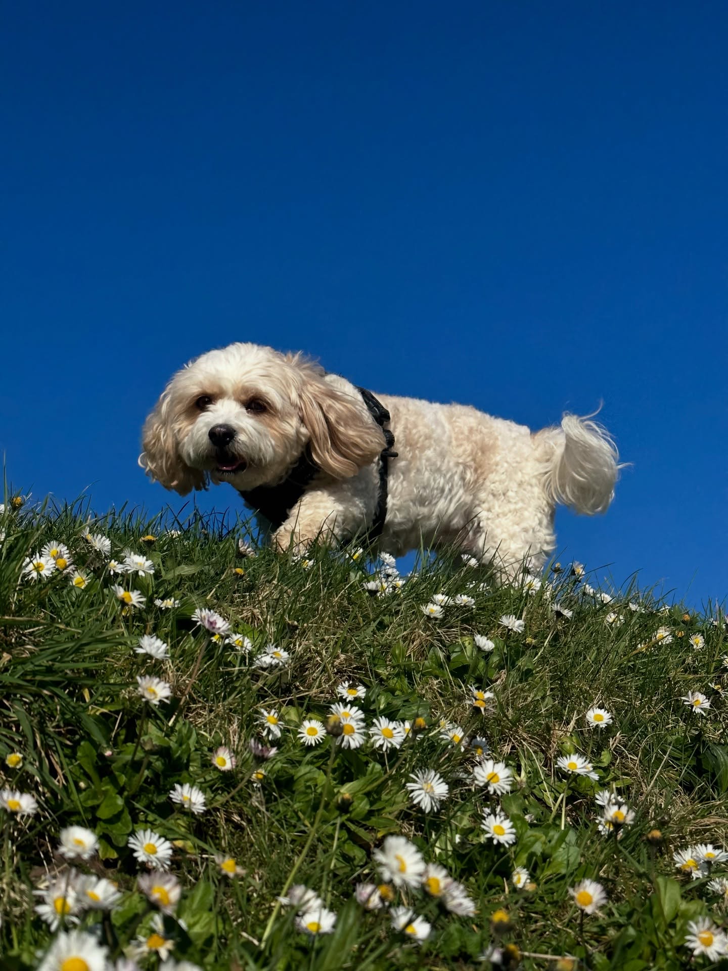 Blue skies and pretty flowers…Spring is here 🌼🌼🌼