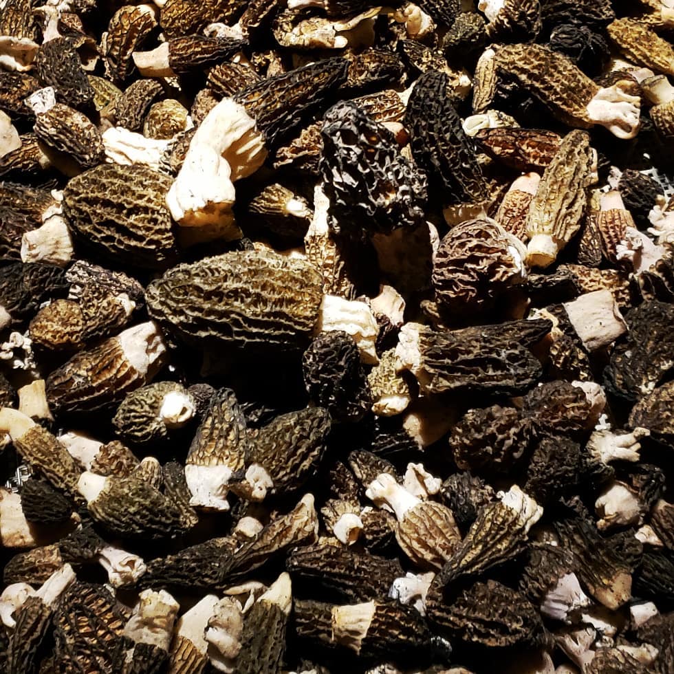 Chefs retreat to interior bc for some wild black and golden morel foraging. Lets just say we hit the weather window perfect and came home with a record haul. Doesn't hurt to have a local mycologist tell you where to go. Morels on the menu!
.
.
.
.
.
.
.
.
#wildfood #foraging #chefsofvancouver #chefsdayoff