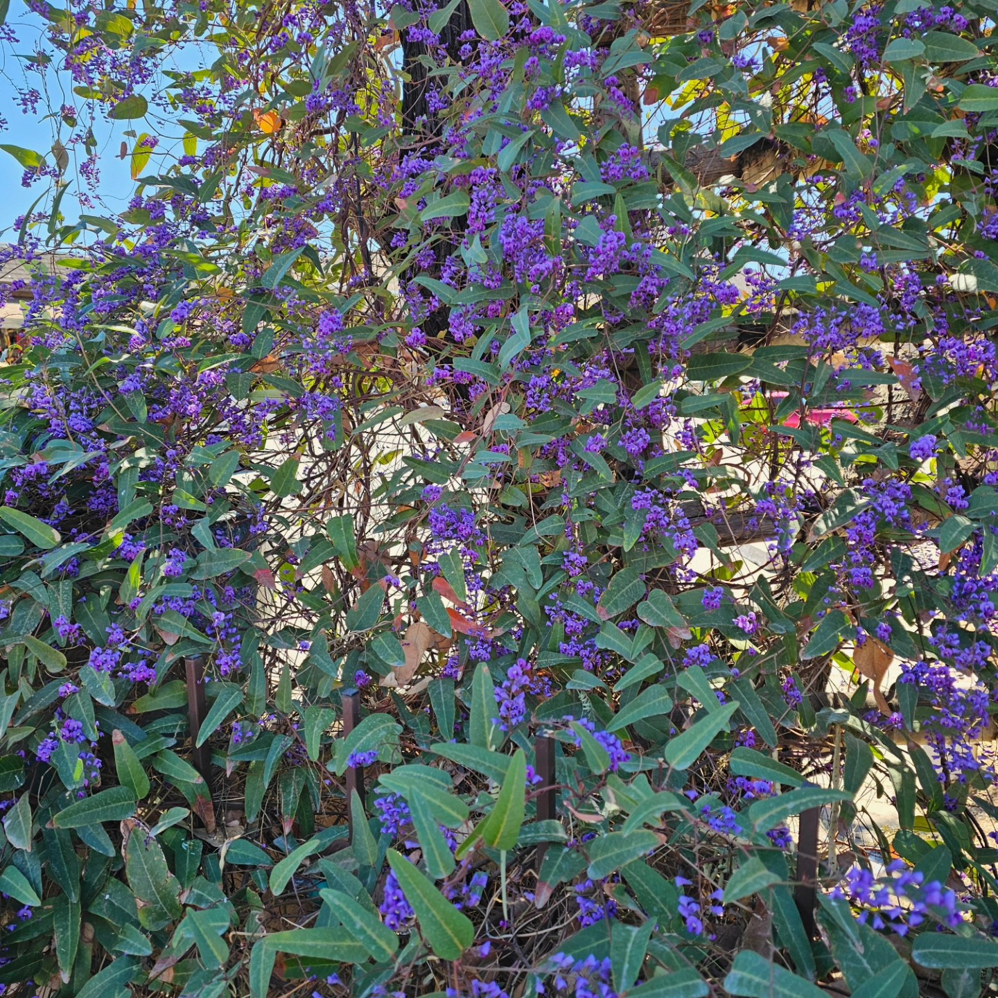 The lilacs are blooming, the bees are buzzing and the mead is pouring. What a perfect day to enjoy a glass of mead!
Music tonight at 5:00 with Russell. It will be a fun time!
#meadincavecreek
#beerontapcavecreek
#winetastingcavecreek
#lilacsbloomingincavecreek
#beesincavecreek