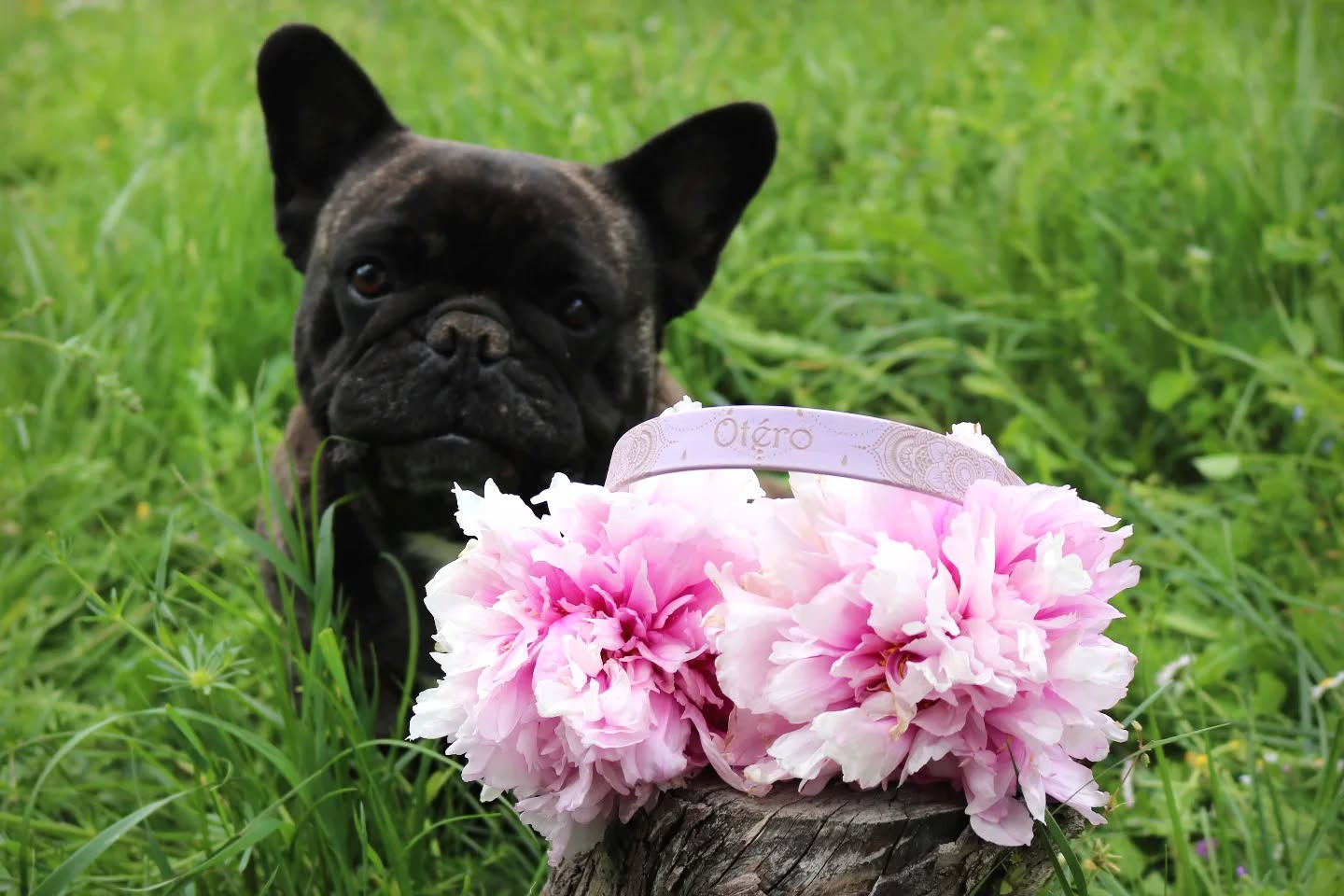 🌸 Le printemps🌿
Le soleil pointe le bout de son nez, les fleurs éclosent... et les sorties deviennent plus longues
(et parfois plus salissantes !😅).
C'est le moment idéal pour (re)découvrir nos incontournables colliers en Biothane®.
Pourquoi est-ce l'accessoire indispensable pour votre chien ce printemps ?
✨ Look pimpant : Des couleurs qui ne ternissent pas, même sous un grand soleil.
💦 Zéro stress : Une flaque d'eau ? Une averse printanière ? Le Biothane est 100% imperméable et n'absorbe pas les mauvaises odeurs.
🧼 Nettoyage express : Un coup d'éponge après la balade et le collier redevient comme neuf, prêt pour la photo !
💪 Solidité garantie : Pour les explorateurs qui aiment se faufiler partout.
Comme Otero, optez pour l'élégance sans sacrifier l'aventure. Le Biothane, c'est le style qui dure, saison après saison. 🐾