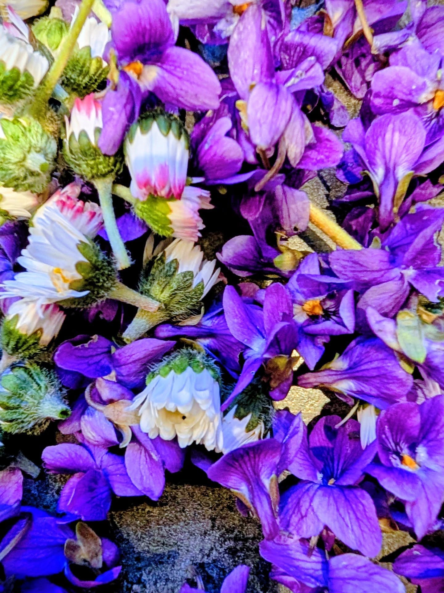 Petite récolte du soir en vue de l'atelier de dimanche à la Sorcière Academy @leboudoirdessorcieres
À ton avis, on va faire quoi avec ça ?
#sorcieresdinstagram #sorcellerieverte #witchstagram #witchlifestyle