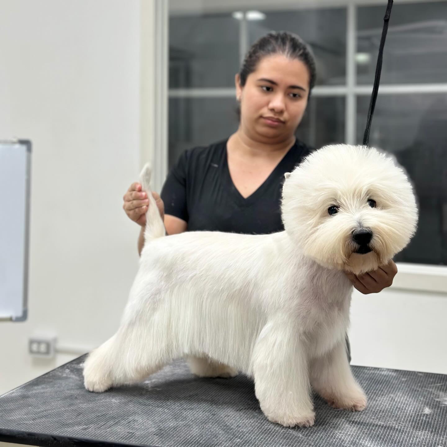 ¡Pompa y estilo! 🤍
Nada nos hace más felices que ver a un cliente salir así de guapo y esponjoso. El cuidado del manto es salud, y en Club Studio Grooming somos especialistas en que se sientan (y se vean) de maravilla.
¡Te esperamos en El Cangrejo! 📍
Link de reservas:
www.studiogroomingpanama.com
#PetLoversPanama #GroomingStudio #WestieLove #MascotasPanama DogStyle ElCangrej