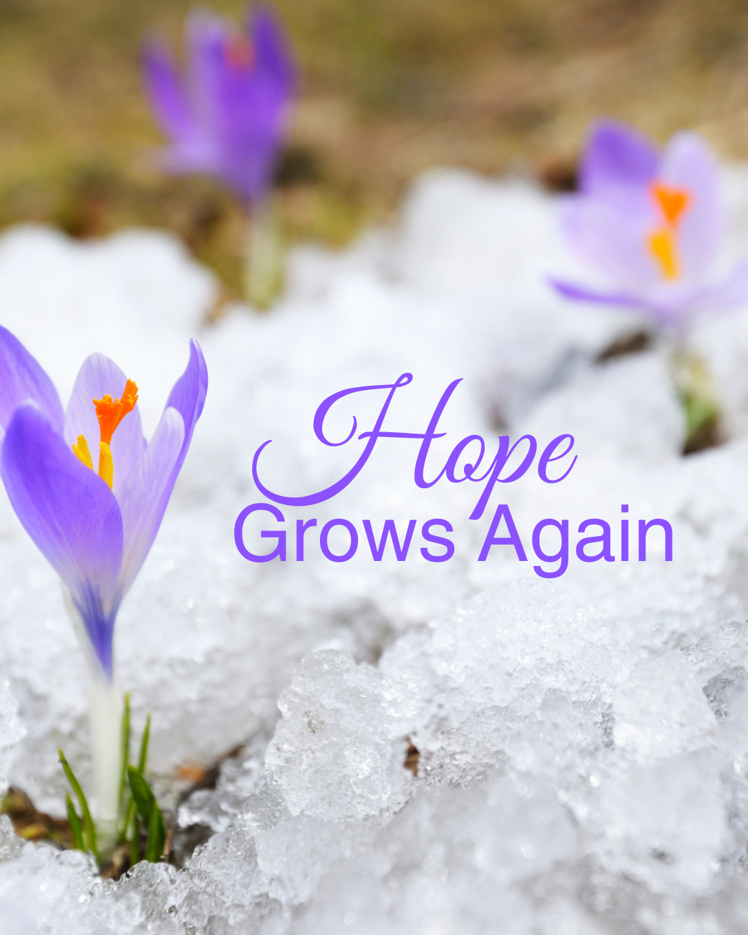 Spring reminds us that renewal is always possible.
Even after long and difficult seasons, hope finds a way to grow again.
Thank you for being part of a community that believes compassion can change lives.
Follow Mission Partners International to stay connected to stories of hope around the world.
#Hope #MissionPartners #Spring #Renewal #april #revive #refresh