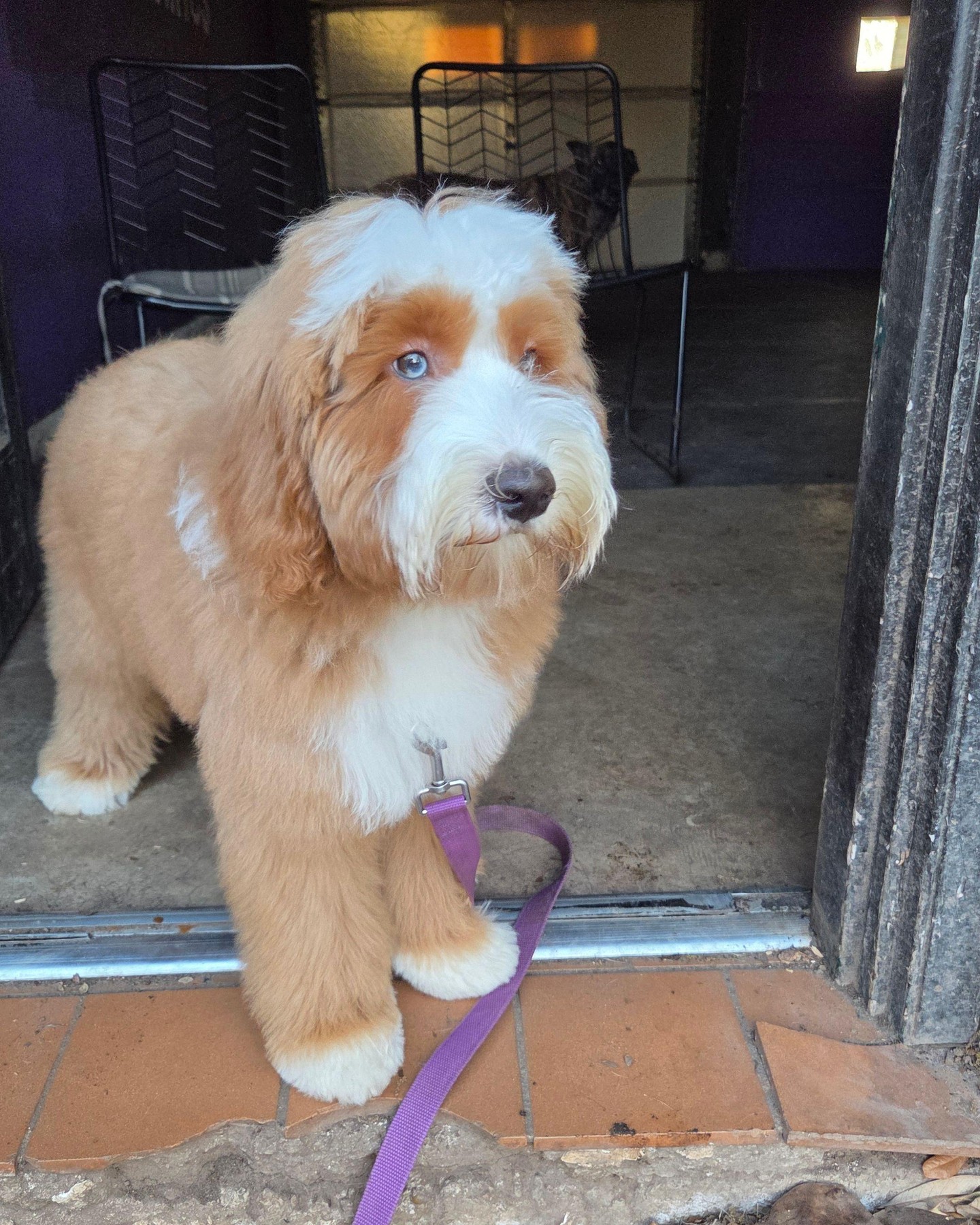 Spring Cleaning Tip #2: Door Manners 🚪
Guests are coming over more as the weather warms up. Is your dog jumping on visitors? Barking at the door? This is the perfect time to teach calm door greetings.
The secret? Teach your dog what you DO want (like sitting calmly) before they have a chance to do what you don't want. Spring cleaning means building new habits, one guest at a time.
Ready to have a dog who greets guests with calm confidence? Let's chat. 832-341-4578