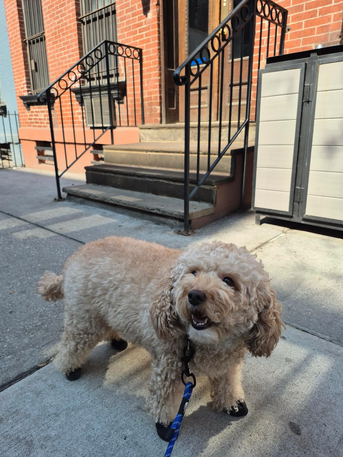 Smiling through it all ☀️
#dogsofallboroughs #poodlemix #poodlemixesofinstagram #dogsofhellskitchen #dogsofnyc