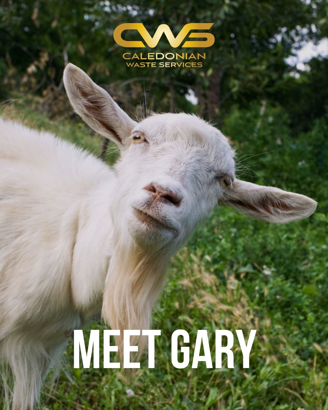 Big news… we’ve added a new team member 🐐
Meet Gary — our eco-friendly waste specialist, helping us keep things moving on site ♻️
He’s been working hard behind the scenes and is now ready to take bookings…
#wasteremoval #edinburghbusiness #teamupdate #ecofriendly #localbusiness #caledonianwasteservices