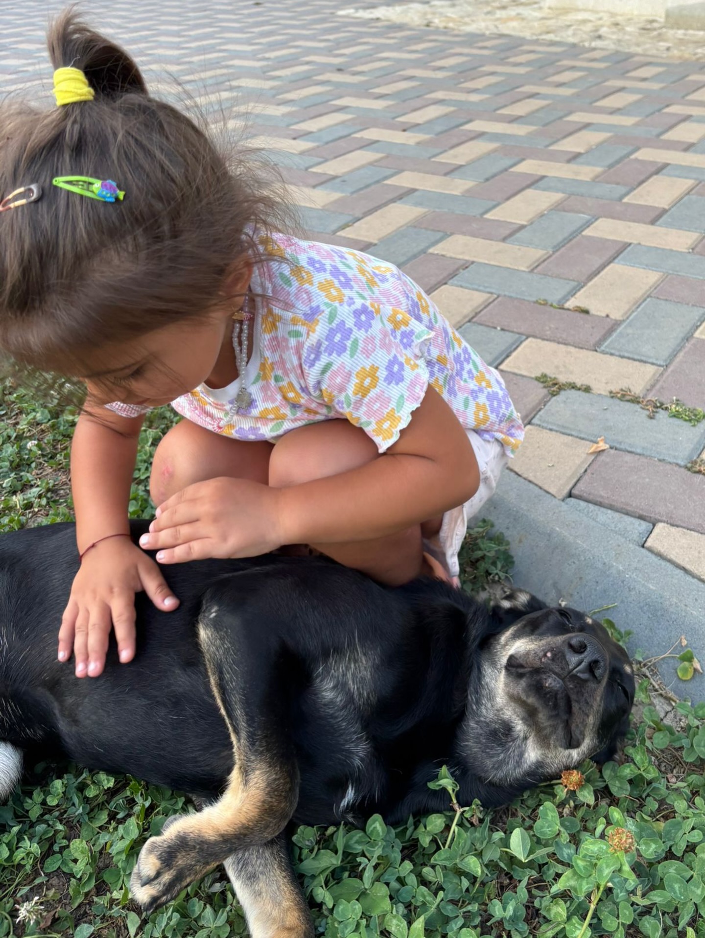 Hallo, ich bin die hübsche BETTY🌷
🤍 Betty / Hündin
📏 ca. 55cm / ca. 12.2024 geboren
🐶 verträglich
👧🏼 verträglich
💞 fröhlich & verspielt
📍 Standort Onesti, Rumänien
Ich wurde als Welpe mit meinen Geschwistern Otto und Rita, von sehr lieben Menschen auf der Straße gefunden. Wir waren ganz alleine, hatten große Angst & großen Hunger.
Zum Glück haben die Menschen nicht weggeschaut & uns mit nach Hause genommen. Wir mussten keine Angst mehr haben, bekamen leckeres Futter, wurden gut versorgt & alle waren sehr lieb zu uns.
Endlich konnten wir unbeschwert den Tag genießen, spielen, rennen und toben. Hier gibt es noch andere Hunde mit denen wir spielen können. Außerdem sind hier ganz tolle Kinder, mit denen spielen wir besonders gern.
Ihr habt Recht, eigentlich haben wir ein tolles Leben… trotzdem muss eine junge Dame irgendwann den nächsten Schritt machen, wenn sie erwachsen wird.
Jetzt bin ich schon 15 Monate alt und möchte endlich die Welt außerhalb unseres Gartens kennenzulernen. Ich wünsche mir eine eigene junge, aktive, sportliche Familie in Deutschland, die immer für mich da ist und mit der ich viele Abenteuer erleben kann. In meinem Zuhause sollte es unbedingt einen sicher eingezäunten Garten geben.
Ich weiß, dass ich noch ganz viel lernen muss. Das will ich auch unbedingt. Ich bin ein ganz kluge aufgeweckte und aktive Hunde-Dame & werde mir ganz viel Mühe geben. Versprochen!
Vermutlich bin ich zuerst etwas schüchtern und zurückhaltend & brauche ein bisschen Zeit, um mich sicher und zu Hause zu fühlen.
Ich werde auch ganz bestimmt nicht alles sofort verstehen & richtig machen. Dann darfst Du nicht enttäuscht sein oder ungeduldig werden! Du musst mir ruhig und verständnisvoll genau zeigen, was ich machen soll und was richtig ist. Dann werden wir bestimmt ein tolles Team.
Ich bin ein fröhliches aufgeschlossenes Hunde-Mädchen, mit viel Energie und Lebensfreude. Ich bin lieb und menschenbezogen, typisch Junghund, sehr verspielt, aktiv, fröhlich & immer gut gelaunt.
Wenn ich Dir gefalle & Du ein Körbchen frei hast, würde ich mich sehr freuen, wenn Du mir eine Chance gibst und ich zu Dir kommen darf!