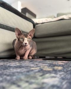 Strike a pose! She's ready for her close-up.
#WoofHoofMew #morrisoncolorado #evergreencolorado #conifercolorado #petsitting #petsitter #sphynxcat #sphynxkitten #hairlesscat #catmodel