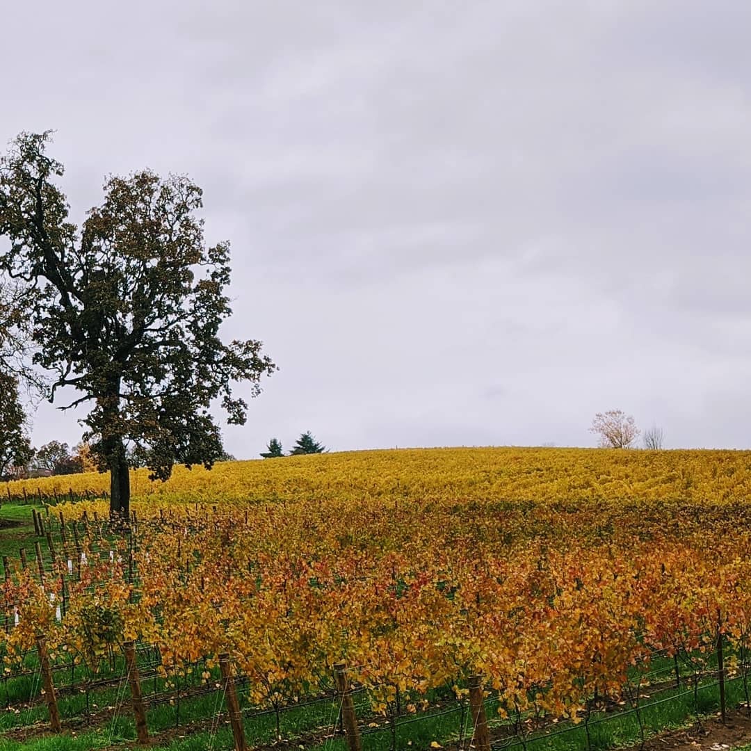 How quickly we transition from beauty of Fall to the dormancy of Winter.
#oregonfarmers #oregonwine #oregonpinot #pinotnoir #viticulture #nworegon #oregonexplored #vineyardlife #willamettevalley #yamhillcarltonava