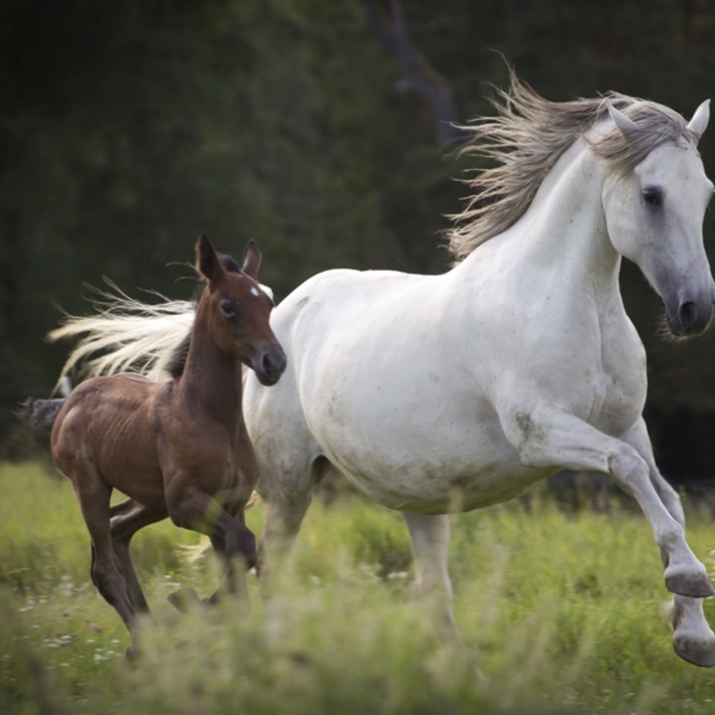 Avelssäsongen 2026
Nu är det dags att planera för hingst om du ska ta ett föl på ditt sto i år!
Våra avelshingstar 34 Pluto Timon, 35 Pluto Cosmo och 30 Favory XXVIII-27 finns tillgängliga för avel från mitten av april.
Vi hoppas att alla lipizzanerstoägare tar åtminstone ett föl på sitt sto, för att hjälpa till att bevara rasen i Sverige, och framförallt för att få ett alldeles eget lipizzanerföl!
Är du osäker på hur allt går till? Eller vet du inte vilken lipizzanerhingst som kan passa juat ditt sto? Tveka inte att höra av dig så försöker jag guida dig.
---
I betalt samarbete med Agria.
I samarbete med Agria bjuder vi på foster- och fölförsäkringen. Försäkringen innefattar bland annat:
▪️3000 kr i livförsäkring.
▪️120 000 i veterinärvårdsförsäkring.
▪️Ersätter om stoet kastar eller resorberar.
▪️Ersätter om fölet blir sjukt och måste behandlas av veterinär.
När ditt sto är konstaterat dräktigt kontaktar du: Angela ”Gela” Hallberg på 070-595 47 51 eller ditt lokala ombud för att få ta del av din nya försäkring.
#lipizzaner #agria