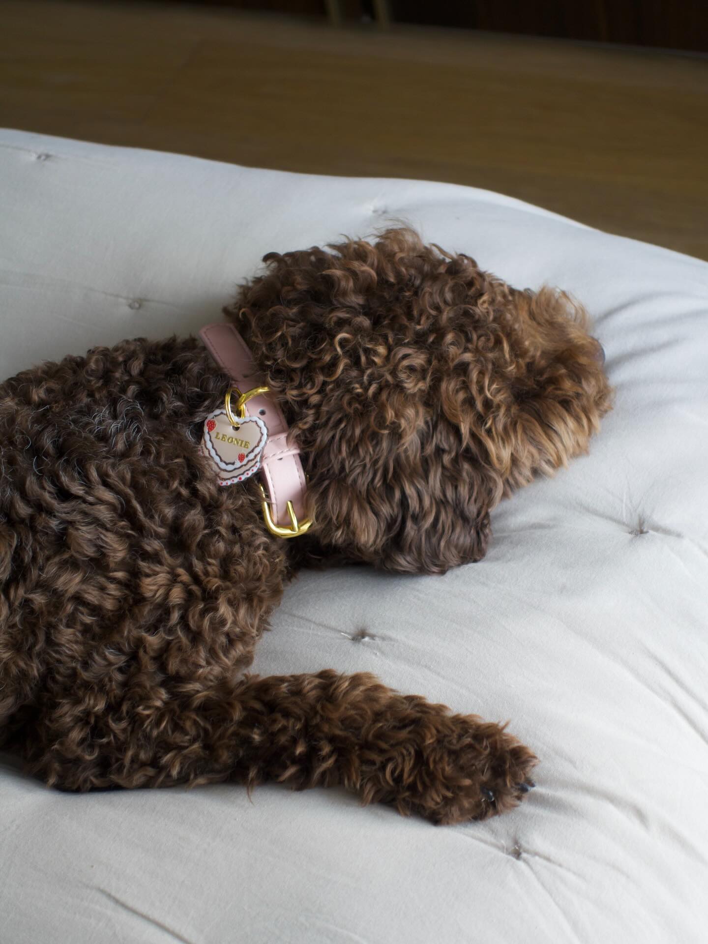 🍓La médaille “Gâteau Fraise Classique”
Léonie la porte avec une élégance naturelle… comme une petite gourmandise qui attire tous les regards ✨
Un mélange parfait de douceur, de style et d’originalité pour sublimer vos compagnons à quatre pattes! 👀✨
🍰 Disponible lors des prochaines sessions… restez prêts, elles partent toujours très vite !
#medaillechien #medailleenresine #resinart #dogaccesories accessoirech