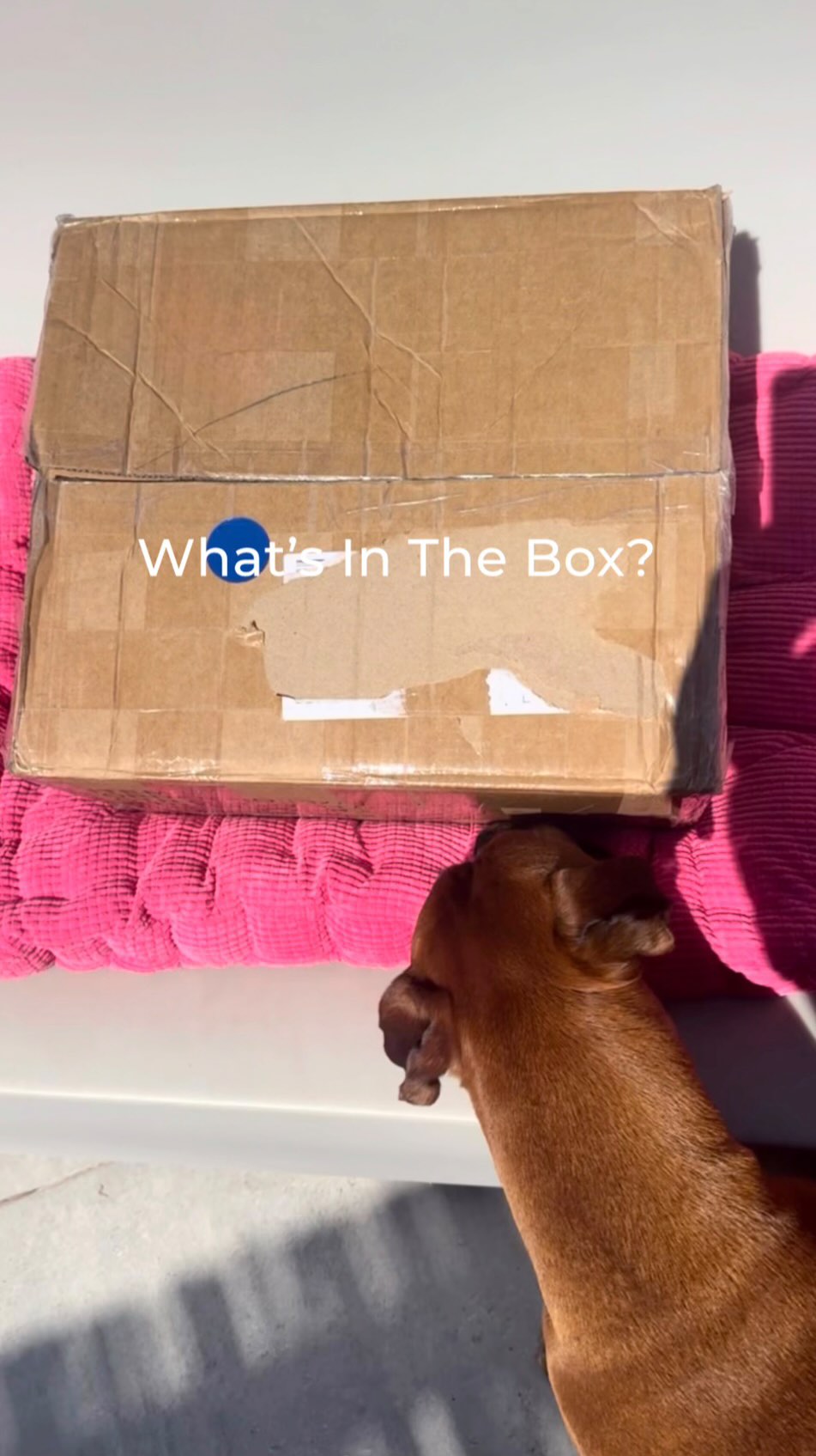 This delivery just made it all feel real again✨
🤌🏽New designs, new venues, same passion, same love.
Sunny’s got his. Have you?
🎶🙌🏼❤️🔥✨🐾
Sign up: liquidspiritgozo.com
#gozo #liquidspiritgozo #soulfamily #housefamily #clapyourhandsnow