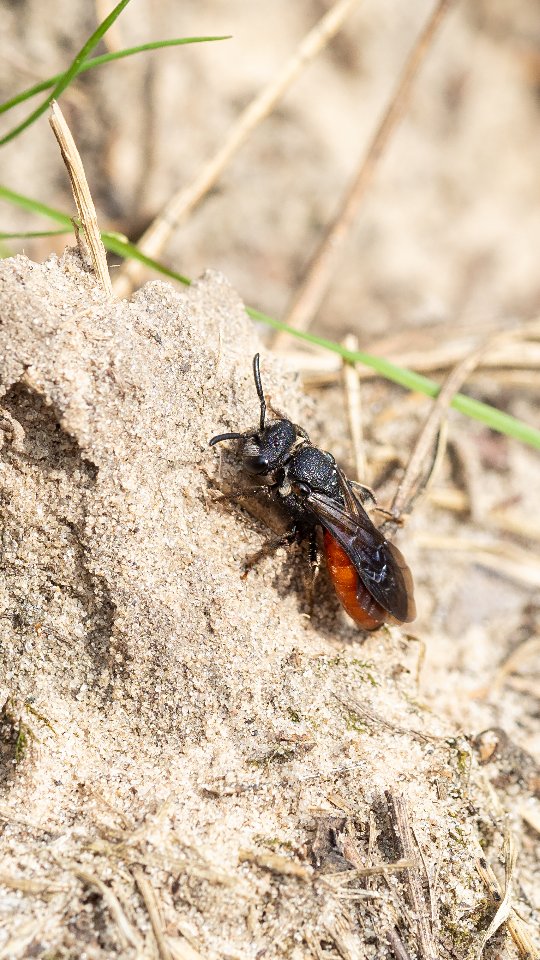 Мої квітники - це зона непорушеного ґрунту. Це місця у саду, де ґрунт зберігає природну структуру, бо не копається, не сапається, а існує у своєму живому стані - через роботу коріння, рослинних решток, грибів, мікроорганізмів, черв’яків і всіх дрібних ґрунтових мешканців.
⠀
Часто, коли говорять про природні сади, мають на увазі лише декоративний дизайн, який візуально нагадує природний баланс. Але мало хто говорить про ґрунт. Більше того, багато таких "природних садів" зроблені на агроволокні. Тобто в центрі стоїть форма, а не природність.
⠀
Агроволокно - це один із найгірших методів для живого ґрунту. Воно відсікає поверхню від нормального обміну органікою, порушує природний режим зволоження, перегріває верхній шар, ускладнює життя безлічі організмів, які працюють саме в зоні контакту повітря, мульчі й ґрунту. Під ним ґрунт часто поступово втрачає структуру, стає щільнішим, біднішим на життя і менш включеним у природний цикл.
⠀
Коли ґрунт не турбують, у ньому формується складна система ходів, пор, каналів і мікропорожнин. Частину їх створює коріння - живе й відмерле, частину дощові черв’яки, личинки, дрібні безхребетні. Саме ця мережа забезпечує проникнення води, доступ кисню, рух мікроорганізмів і стабільну аерацію без будь-якого механічного втручання.
⠀
Таке улюблене багатьом сапання і розпушування щоразу руйнує цю архітектуру: верхні й нижні горизонти змішуються, мікроорганізми опиняються не у своїх умовах, грибні гіфи рвуться, ходи обвалюються, і ґрунт поступово втрачає природну структуру.
⠀
Якщо поверхню ґрунту не топтати й не залишати голою, вона стає місцем життя для великої кількості організмів. У мульчі працюють жуки, павуки, багатоніжки, мокриці, дрібні хижаки, які розкладають органіку й одночасно формують верхній живий шар.
Для багатьох диких бджіл ґрунт є місцем гніздування. Значна частина одиночних бджіл риє ходи саме в незайманому, стабільному ґрунті, де немає постійного перекопування і руйнування поверхні. Те саме стосується багатьох ос, жуків, інших комах.
⠀
Непорушений квітник - це про збереження цілого середовища, де рослина існує не окремо, а як частина складної системи.