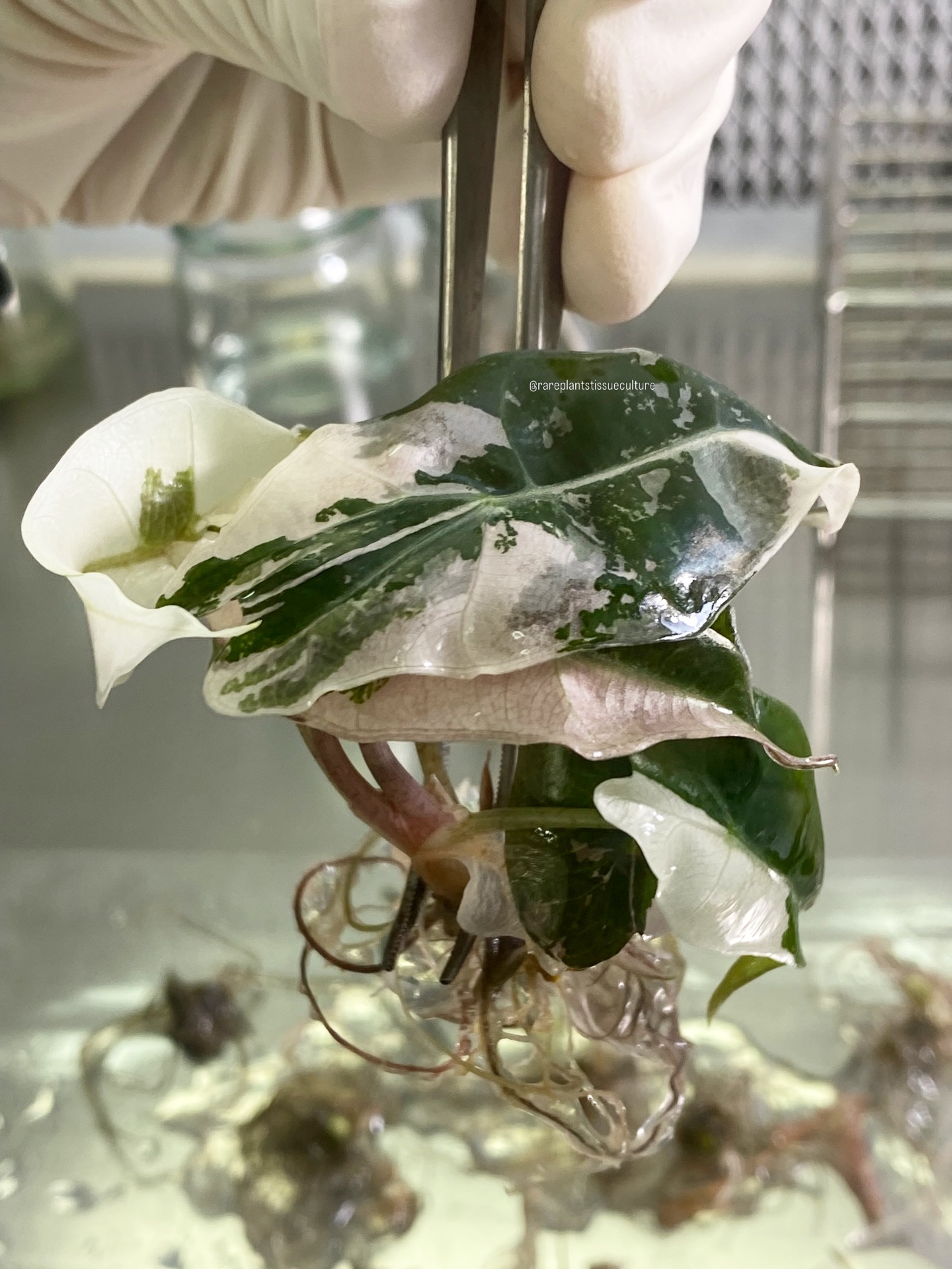 Happy weekend!
#tissueculture #lab #rareplantstissueculture