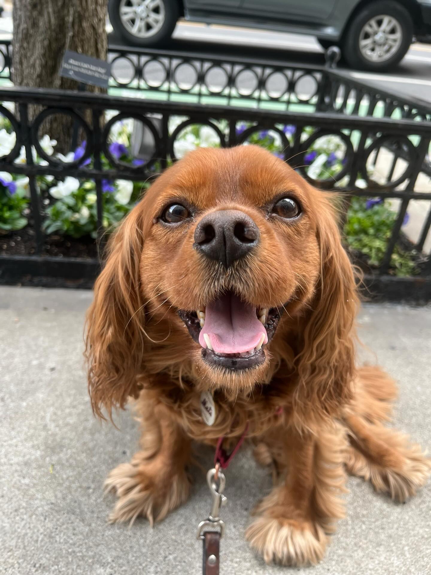 Big smile, bigger energy ☀️
#dogsofallboroughs #cavalierkingcharles #cavalierkingcharlsspaniel #midtowndogwalker #dogsofnyc