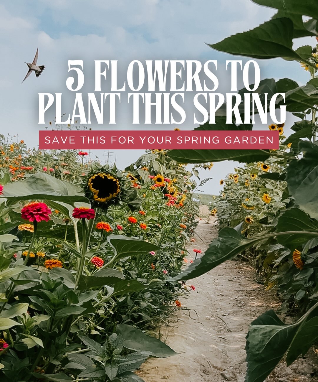 🌸 STOP scrolling if you want a garden full of blooms this spring 🌸
5 flowers types to plant this Spring in your garden
Ready to plant but not sure where to start? This quick guide makes it easy to grow zinnias, ranunculus, peonies, tulips & lilies with confidence ✨
Whether you’re a beginner or refreshing your garden, these simple tips will help you get beautiful blooms all season long
📌 Save this post so you have it when planting!
💌 Send it to a friend who needs garden inspo
Spring Garden Flower Guide, Spring Flowers In Idaho, Spring Flowers colors, Idaho flower garden, Flower Garden in Idaho