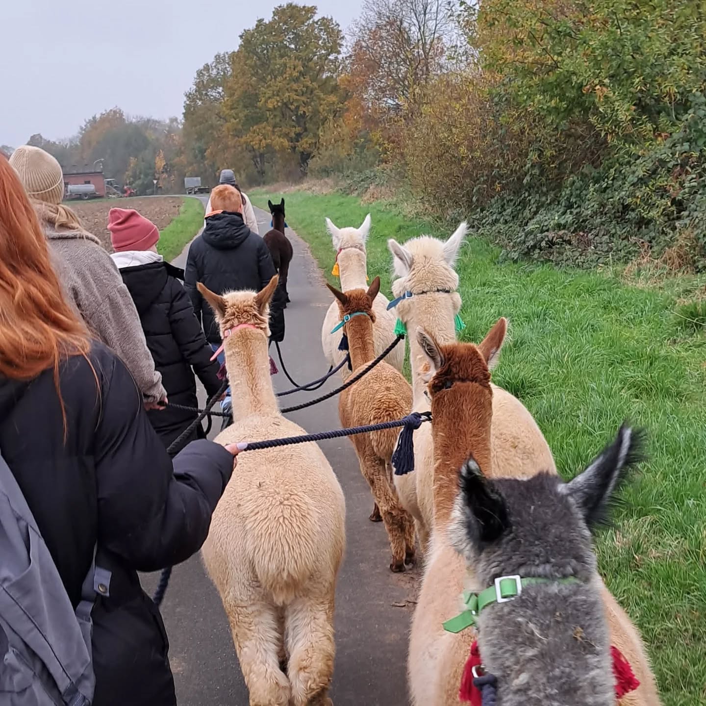 So schön kann eine Herbstwanderung sein.🍁🍂🍁 Das Geheimrezept dafür lautet: die richtige Kleidung, die nettesten Gäste und ganz viel flauschige Alpakas.
Vielen Dank an alle Gäste.
#Petershagen #socute #alpacalove #alpakawanderung #reinholdalpaka