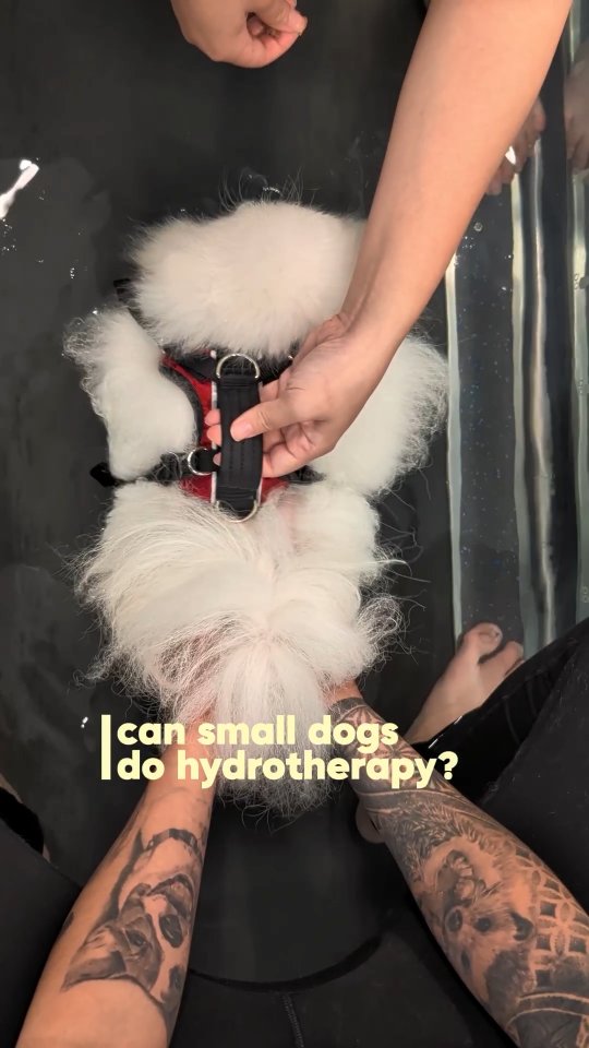 Guess how big Hayan is? ☁️
Her pawrent shared that Hayan was adopted and that she might be part Pekingese. She's recovering from an IVDD surgery & dropped by for a go at our underwater treadmill. Goooood job, Hayan!!