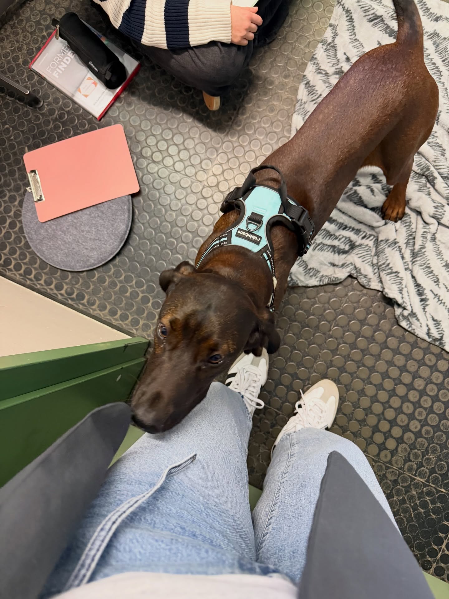 Im Rahmen der Staatsexamensarbeit mit dem Titel „Einsatz eines Schulhundes im naturwissenschaftlichen Unterricht“ besuchten Dr. Buddy (Golden Retriever) und Prof. Albrecht (Bayrischer Gebirgsschweißhund) die Klasse 7e. In der Unterrichtsstunde, wo sie uns kurz besucht haben, fand Stationsarbeit statt. Die SuS haben ihr Wissen zum Atombau nach Bohr, Metallbindung und die Eigenschaften von Metallen gefestigt. Über die Ferien hat die Klasse aber eine tolle Forschermappe mit und für die beiden Schulhunde über Metalle gestaltet. Gemeinsam ist eine große Dokumentation über 27 verschiedene Metalle und Legierungen entstanden.
#schulhund #unterrichtmithund #chemie #graupnergym