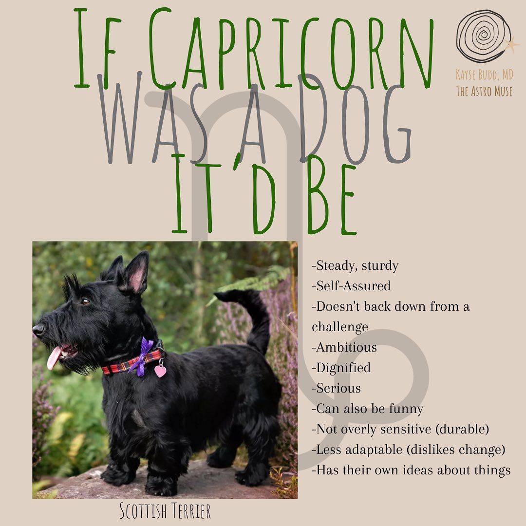 Where are the Capricorns??!! 🕵️🕵️♑️
.
Happy Birthday!! This post is for you!! 🧁🫶🎉
.
⚡️And for everyone else …
Cap Season Mini-Update:
✨Merc was retrograde at the beginning of Cap season complicating travel and communication during the holidays thru 1/2.
🔥Mars is in Cap x 2 months (since 1/5), stirring up some agitation and inflammation.
🌚—>🌝 Pluto-sun conjunction in Cap building up some transformation, intensity, + power struggle vibes. Active from ~ a day prior to the new moon on 1/11 thru the full moon on 1/25.
😬 Pluto hanging out at the uber-intense 29th degree of Capricorn for literally a month should have us all thoroughly worked by the time it moves into Aquarius on 1/21.
.
For non-Caps, if you want to see your sign’s slide from this set, scroll wayyyyy back in my feed (each of these is from over a year ago). Or wait until your birthday month, and I’ll post something like this just for you! ♥️😘🎁🎉
.
If you’re a Cap or have Cap friends or family members, do these fit?? For non-Caps, the last five slides may help you understand Caps in your life a bit better.
.
How’s your Cap season so far? Anyone contemplating big changes (Pluto/Mars)? Facing wounds? North node will be conjunct Chiron much of this year = big yr for healing and for healers (many will come into greater destiny alignment).
.
P.S. I took a social media break during the holidays, but I am easing back in! I have some fun content ideas percolating plus a few new offers and projects I’m developing in my practice. One of them is a personalized daily/monthly horoscope calendar. One of my fabulous clients (😘) requested this for herself the past few months. It was so accurate, we both thought I should make them available to others. So, I’m creating a membership for that! (More info soon!)
.
👉 If having a personalized monthly astro-calendar (analyzed and written by me, not a computer or AI) sounds interesting, DM me to learn more or be one of the first people to get a Feb calendar now.
.
Have a great weekend! 🙌
.
#capricornseason #capricornmemes #astrologymemes #astroupdate #astrologylove #astrologersofinstagram
