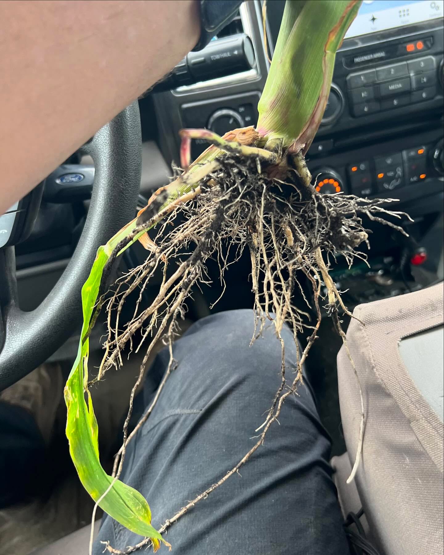 Lovin these Agroliquid roots paired with precision planting technology! Makes digging plants fun!