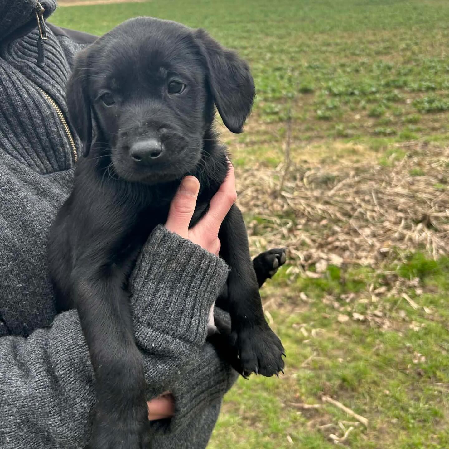 Nu är det officiellt! Denna goding blir den nya medlemmen i Team Olsen 🥰 Killen med vind i seglen (eller var det öronen?!? 😂😂) Han heter Gabel Gundogs Apollo. Inte helt säker på vad han ska kallas. Birk eller Apollo, vad tycker du? Var med och rösta! #teamolsen #teamolsenforthewin #gabelgundogs #blivandestjärna #apportör