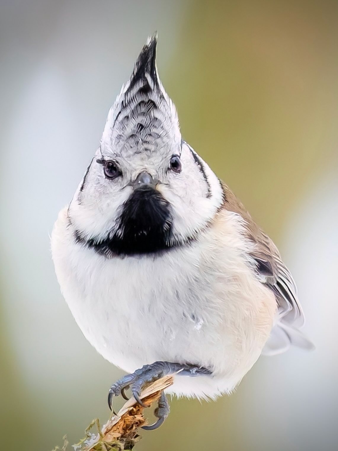 Die Haubenmeise heißt auf Latein Lophophanes cristatus 🪶
Ein winziger Waldgeist mit frecher Federfrisur, als hätte sie morgens extra vorm Spiegel gestanden. Ihr kecker Ruf passt perfekt zu diesem kleinen Punk unter den Meisen.