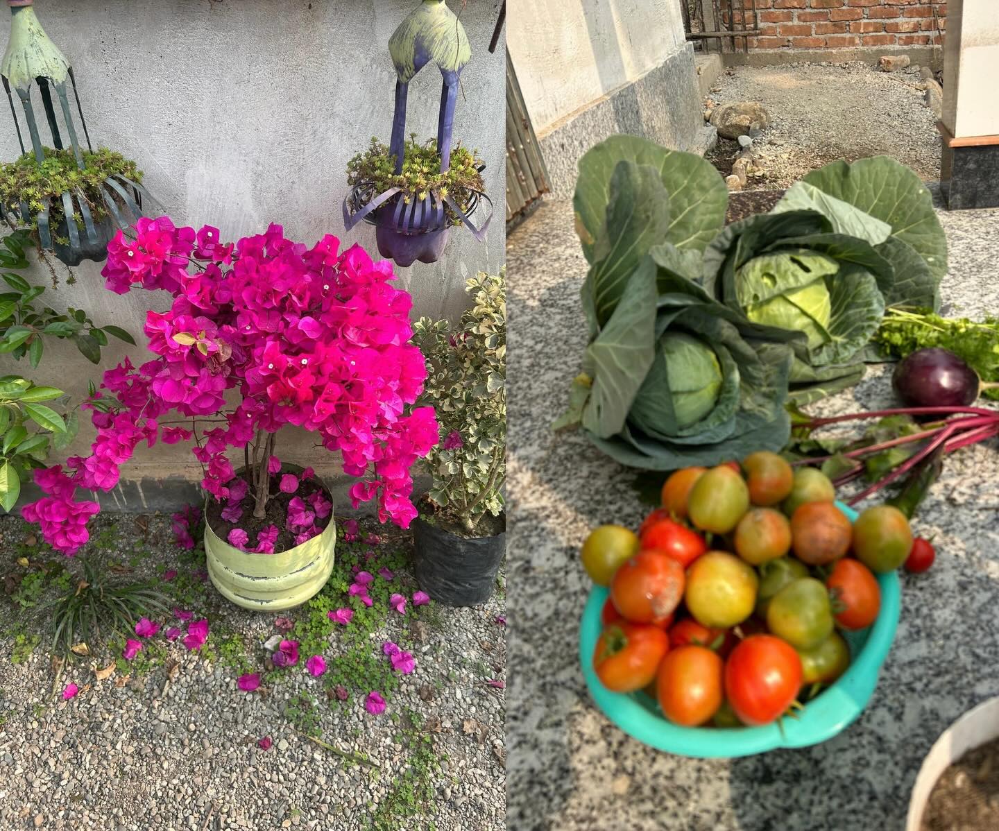 To celebrate the coming of spring, we are proud to showcase the progress of the Golden Wings community garden outside our Naxalbari classroom for young boys and girls. We’re welcoming the season with nutritious, homegrown vegetable harvests, and species of flowers to protect the environment and form a symbiotic relationship with the vegetables. Sources of nutritious, healthy and nourishing food are extremely difficult to find in India, why we believe this project is so important for helping our children grow strong from a young age. We believe that feeding our children healthy foods is just as important as computer, English, dance, music, and drawing classes. The likes of tomatoes, beetroot, carrots, strawberries, cabbages, gourds, and more are being grown in the Golden Wings community garden.🌷
Here are Golden Wings, we also have more exciting news. We’ve been preparing to host one of our largest drawing competitions yet, with hundreds of students participating. This competition will be hosted at our Naxalbari classroom; it stands as of the first times many excited young girls and boys in the area have seen/ participated in a big drawing contest. We could not be more excited and proud to host this competition for our kids and community in the coming days, and cannot wait to share more information soon.❤️
#goldenwings #ngo #nonprofit #india #naxalbari
{community garden, community kitchen, youth empowerment, youth education, education nonprofit}