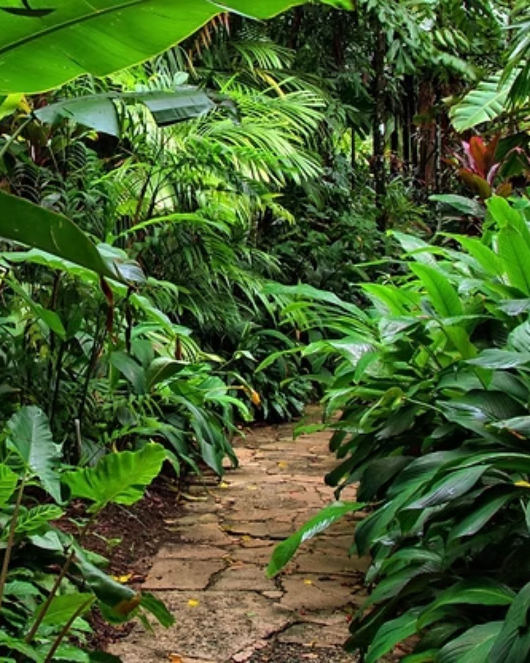 🌿 Autumn Gardening in Queensland – What You Need to Know!
Autumn is one of the best times to get in the garden here in QLD 🍂
Cooler days, warm soil, and the perfect conditions to plant, prepare, and set your garden up for success.
In our latest blog, we cover:
✔️ What to plant right now
✔️ How to prepare your garden for the season
✔️ Expert tips to get the best results
Whether you’re planting bamboo, fruit trees, or refreshing your space—now is the time to get started.
👉 Read the full guide here: https://www.bamboodownunder.com.au/post/autumn-gardening-queensland-what-to-plant-how-to-prepare-expert-tips-for-success
🌱 And if you’re planning a visit…
We’ve got loads of autumn specials in-store right now!