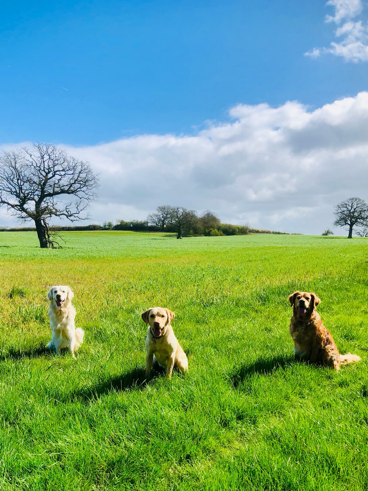 ❤️🐾
If your dog would like to have a walk with us then contact us at www.ardendogwalking.co.uk and check out our half-day experience.
#ullenhall #tanworthinarden #hockleyheath #henleyinarden #dog