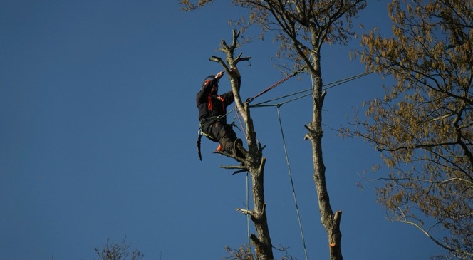 Tops coming down #arboristlife #arboristsofinstagram #treeclimbers